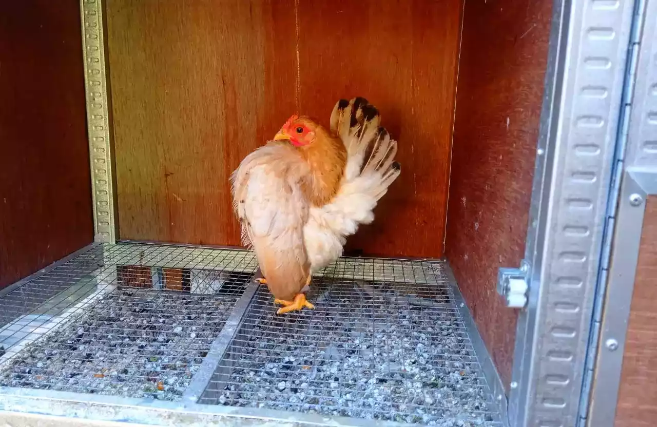 Ayam Serama