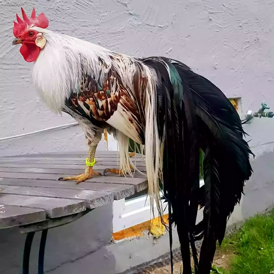 Ayam Onagadori