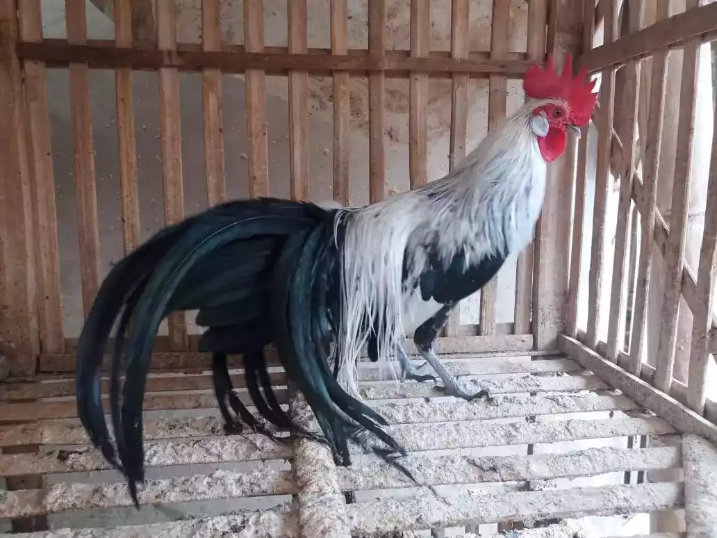 Ayam Phoenix