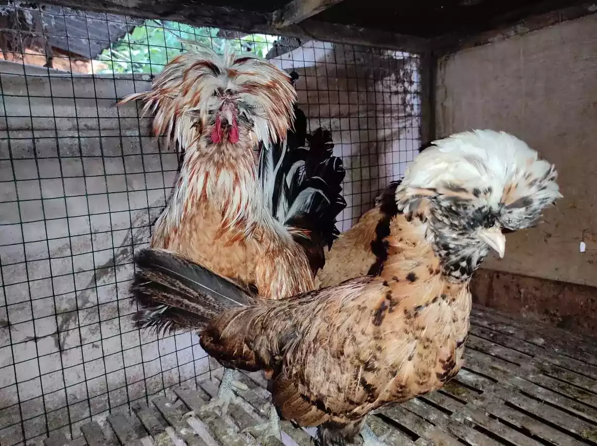 Ayam Poland