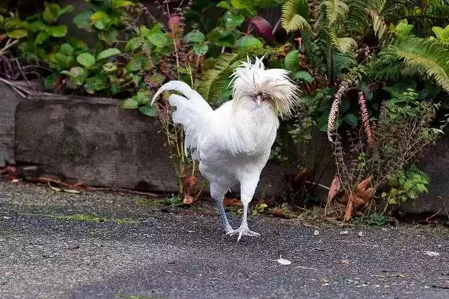 Ayam Polish (Poland Jambul)