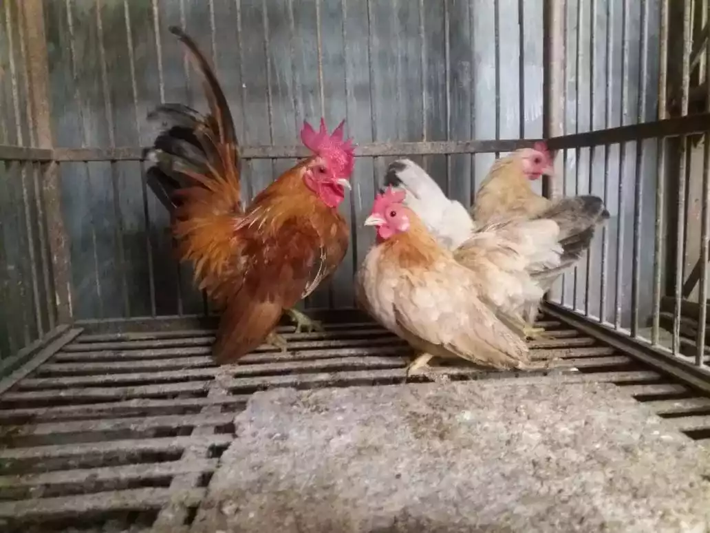 Ayam Kate