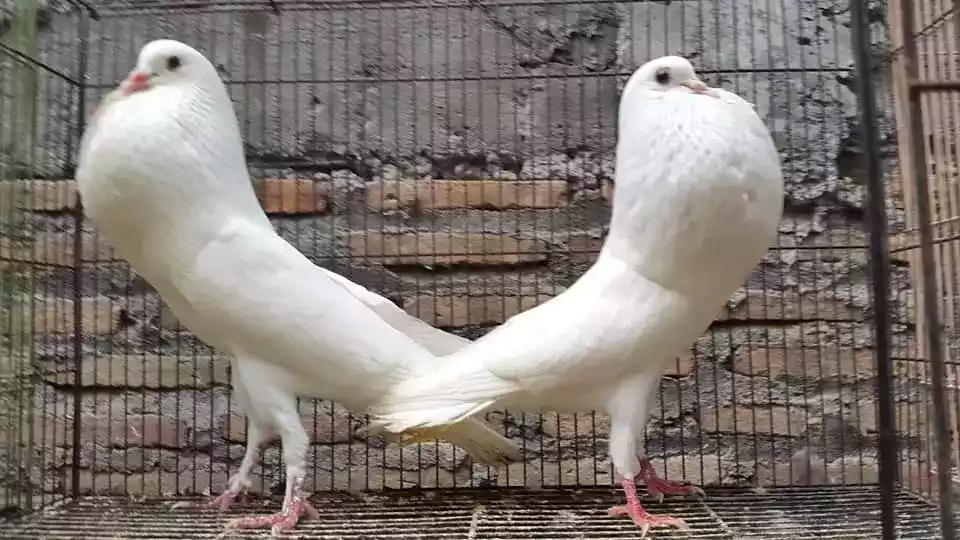 Burung Merpati Gondok