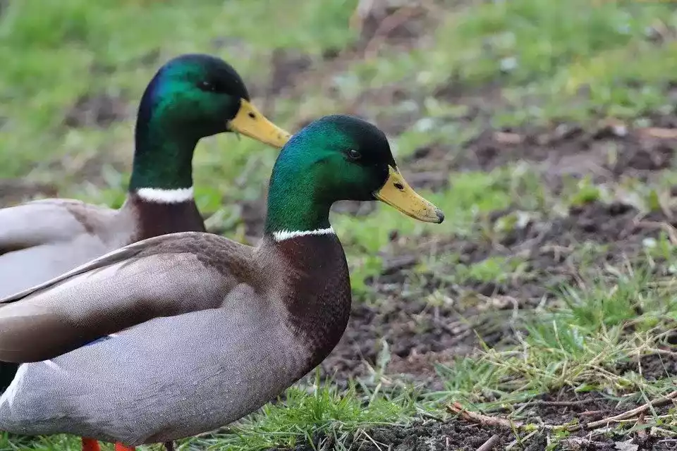 Bebek Mallard