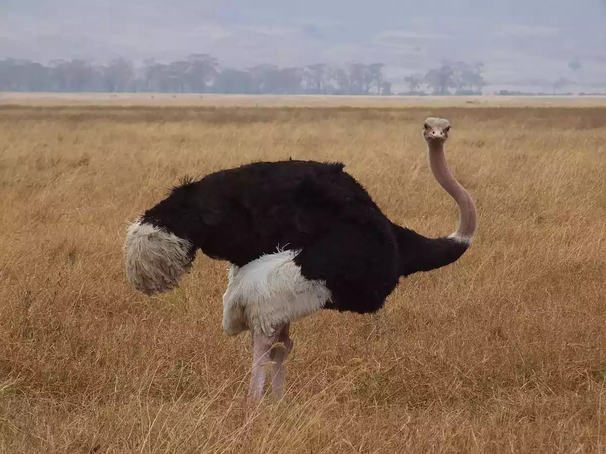 Burung Unta