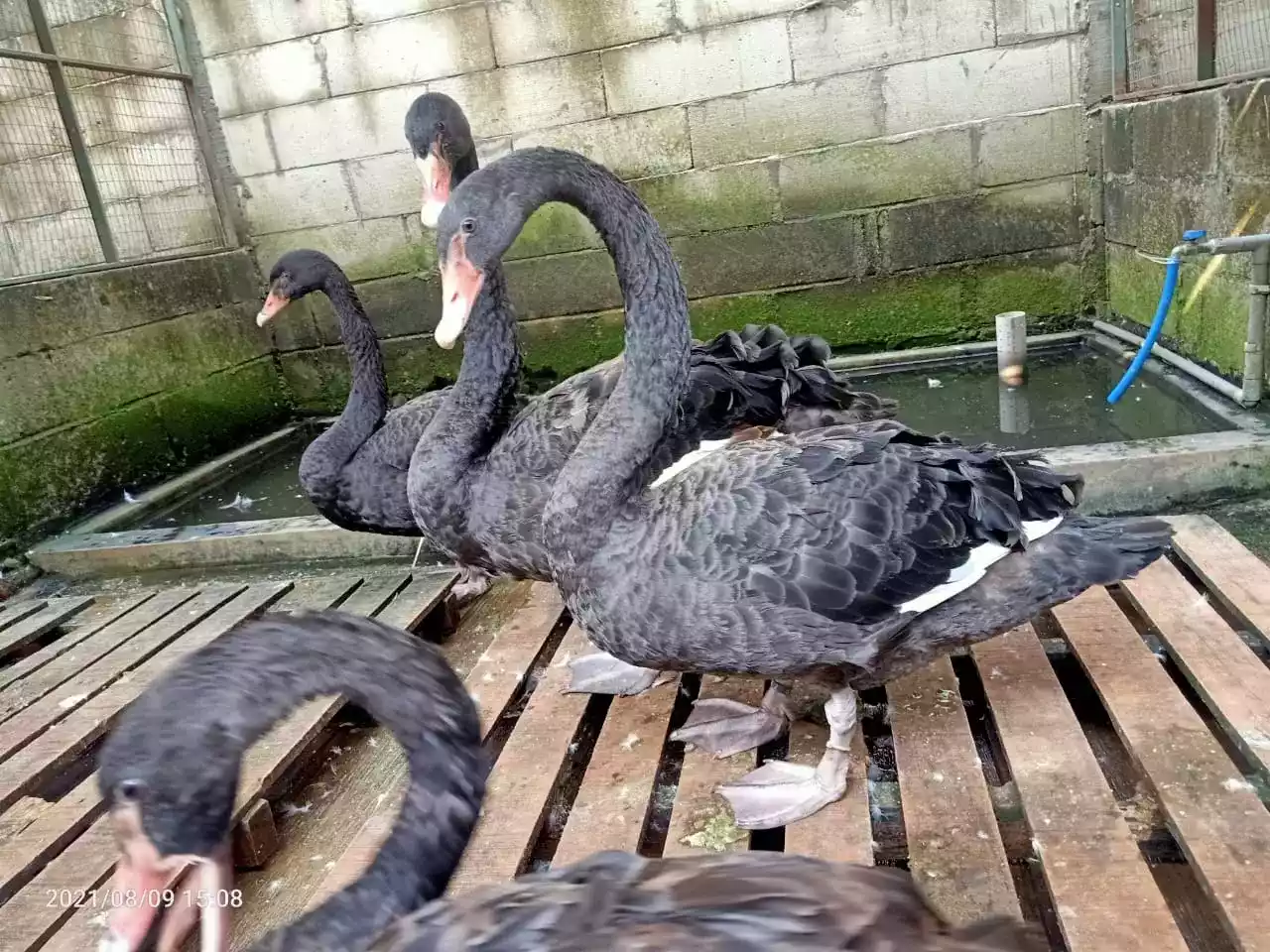 Angsa Black Swan