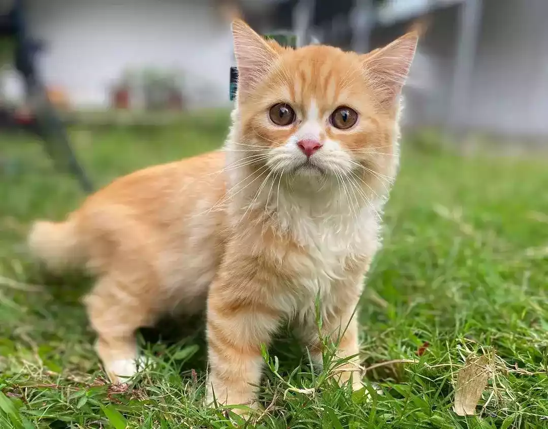 Kucing Persia