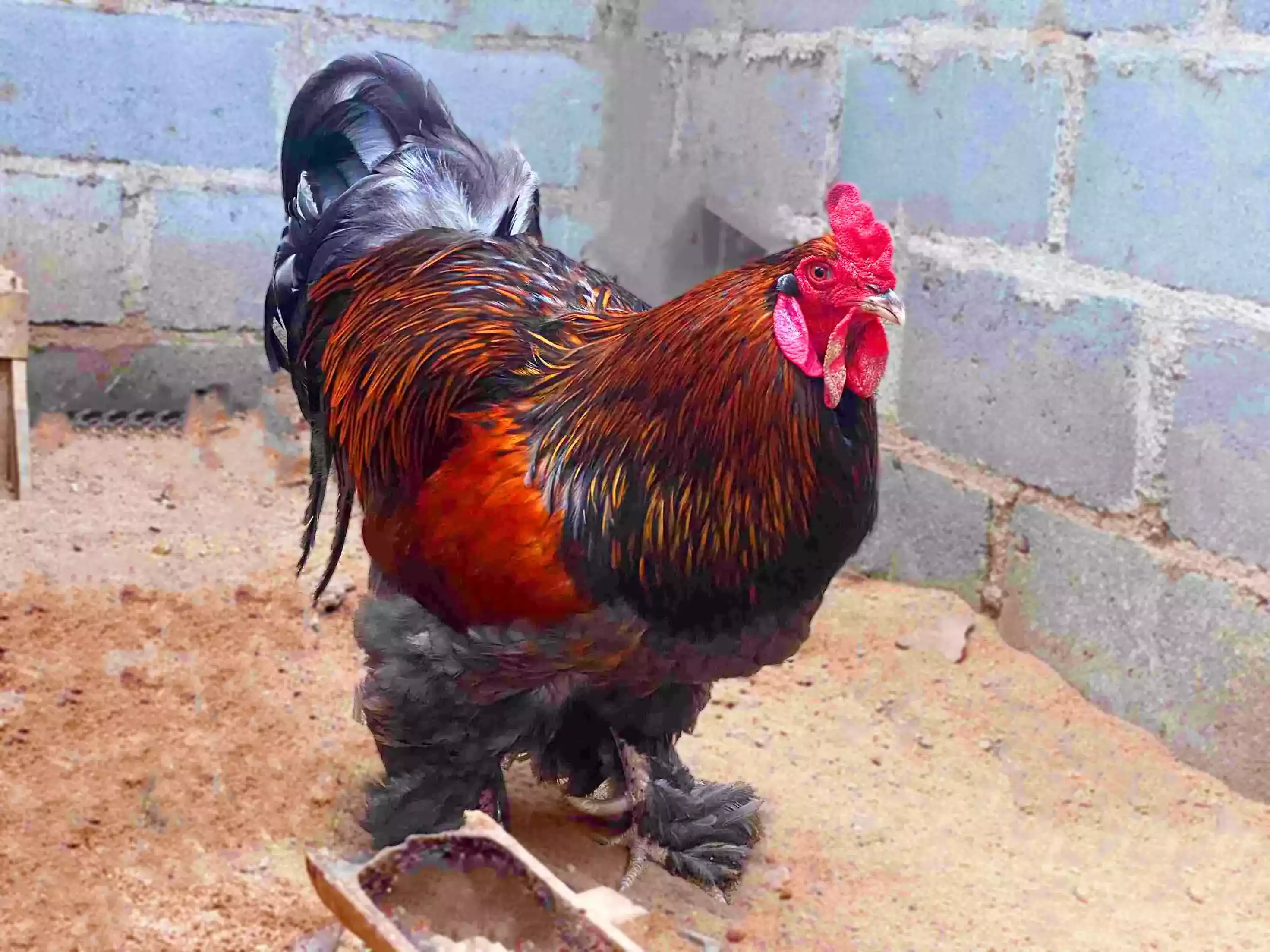Ayam Brahma