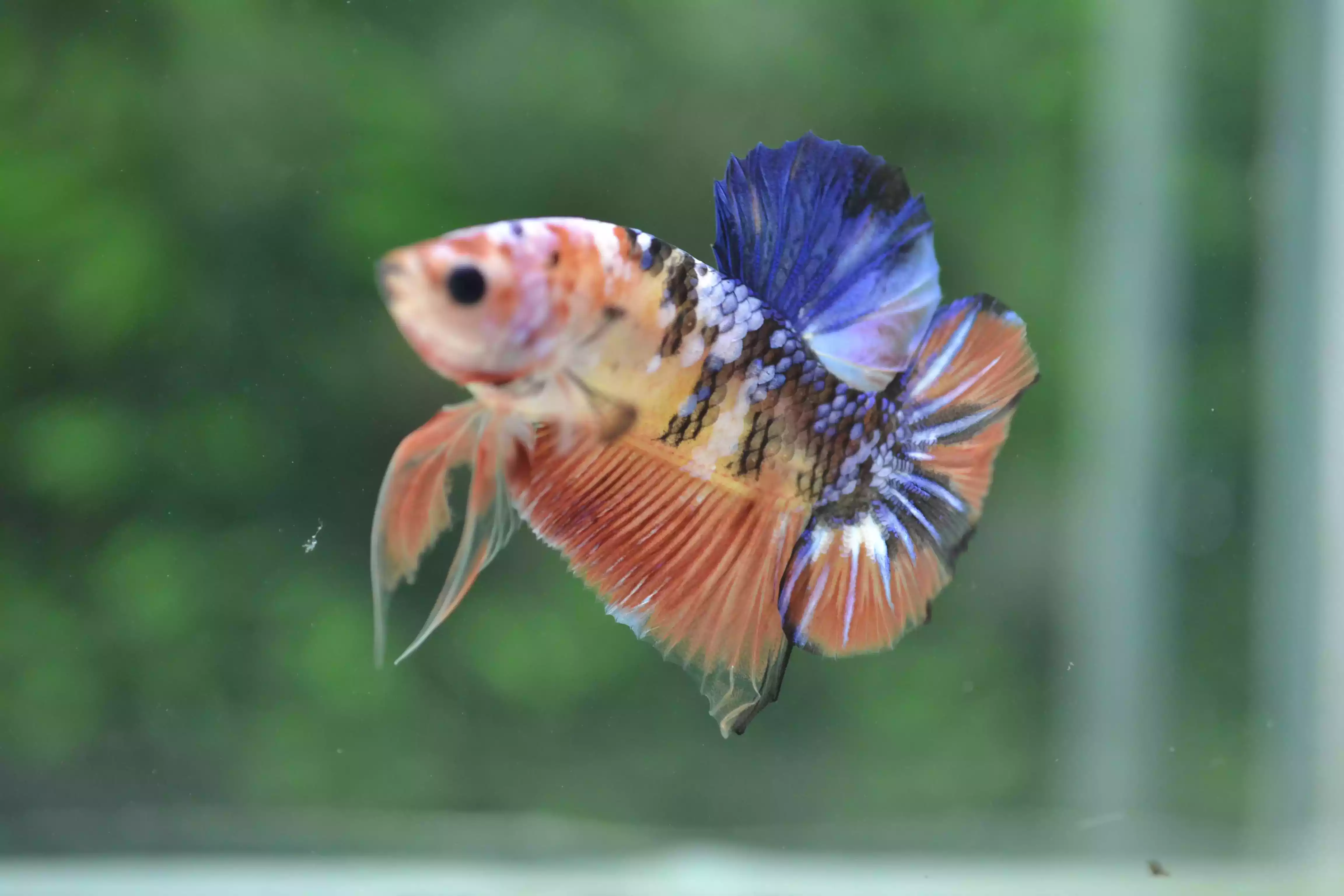 Ikan Cupang PK Koi