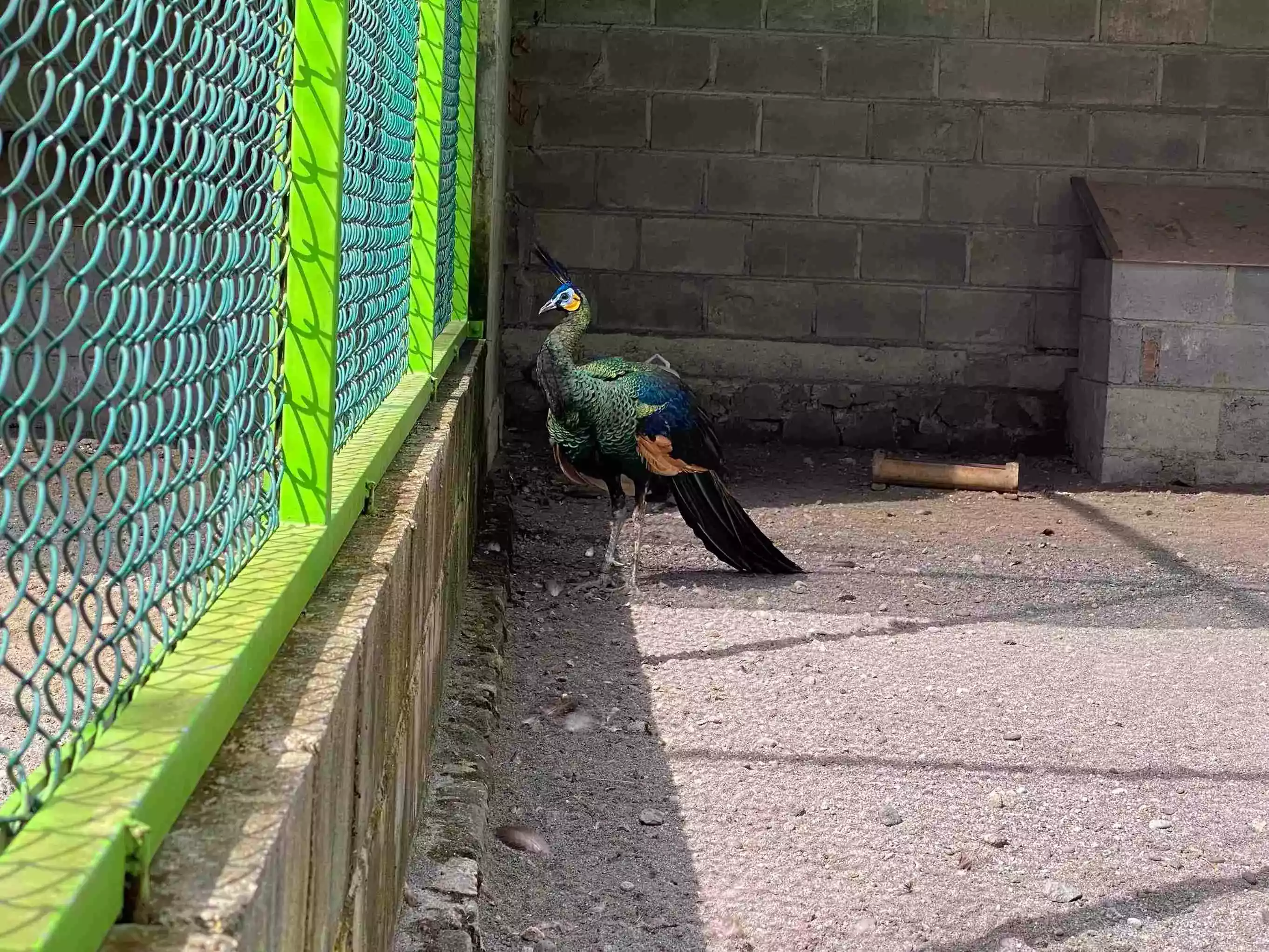 Burung Merak