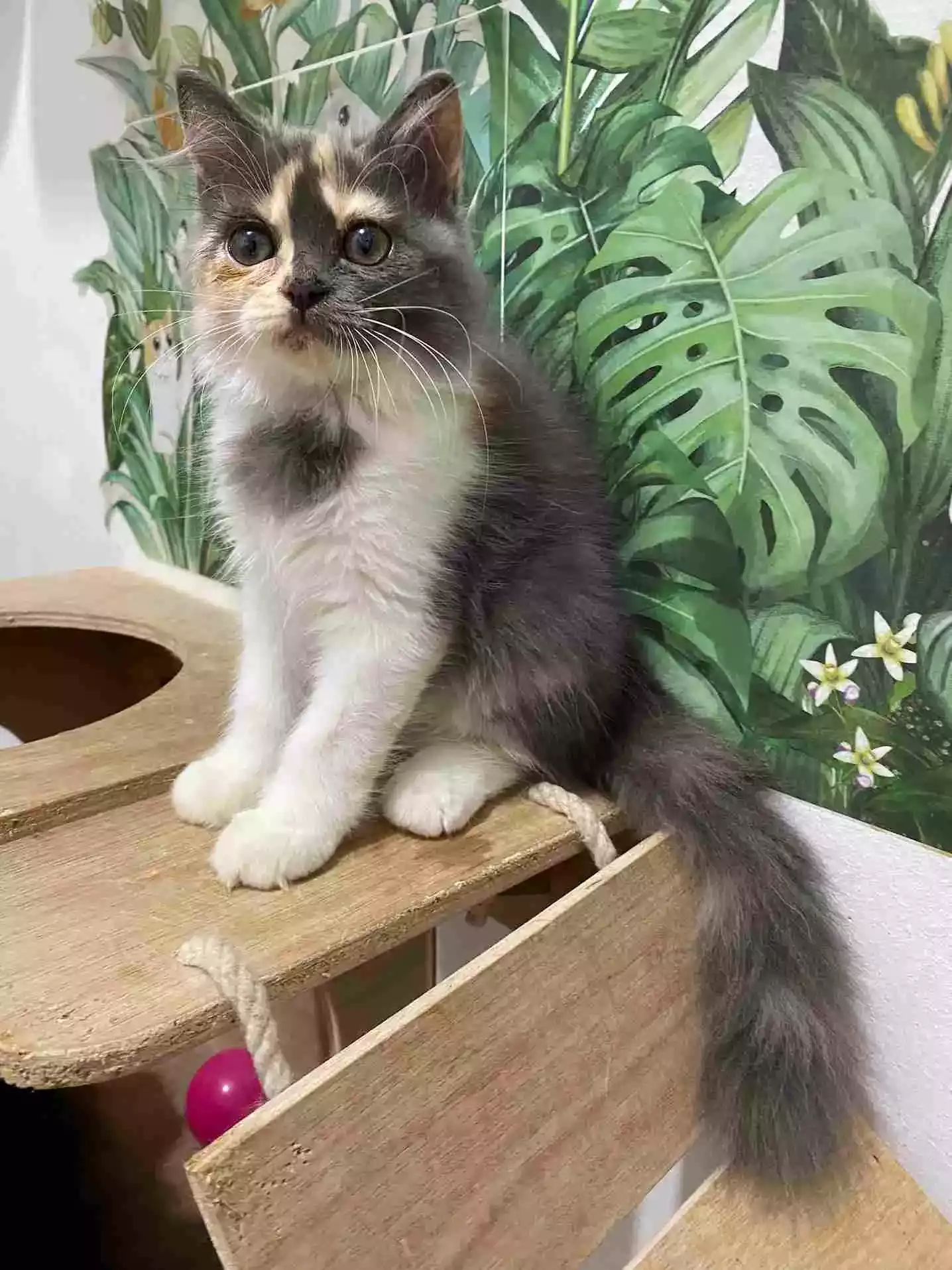 Kucing Persia Calico Bulu Lebat Aktif Lincah