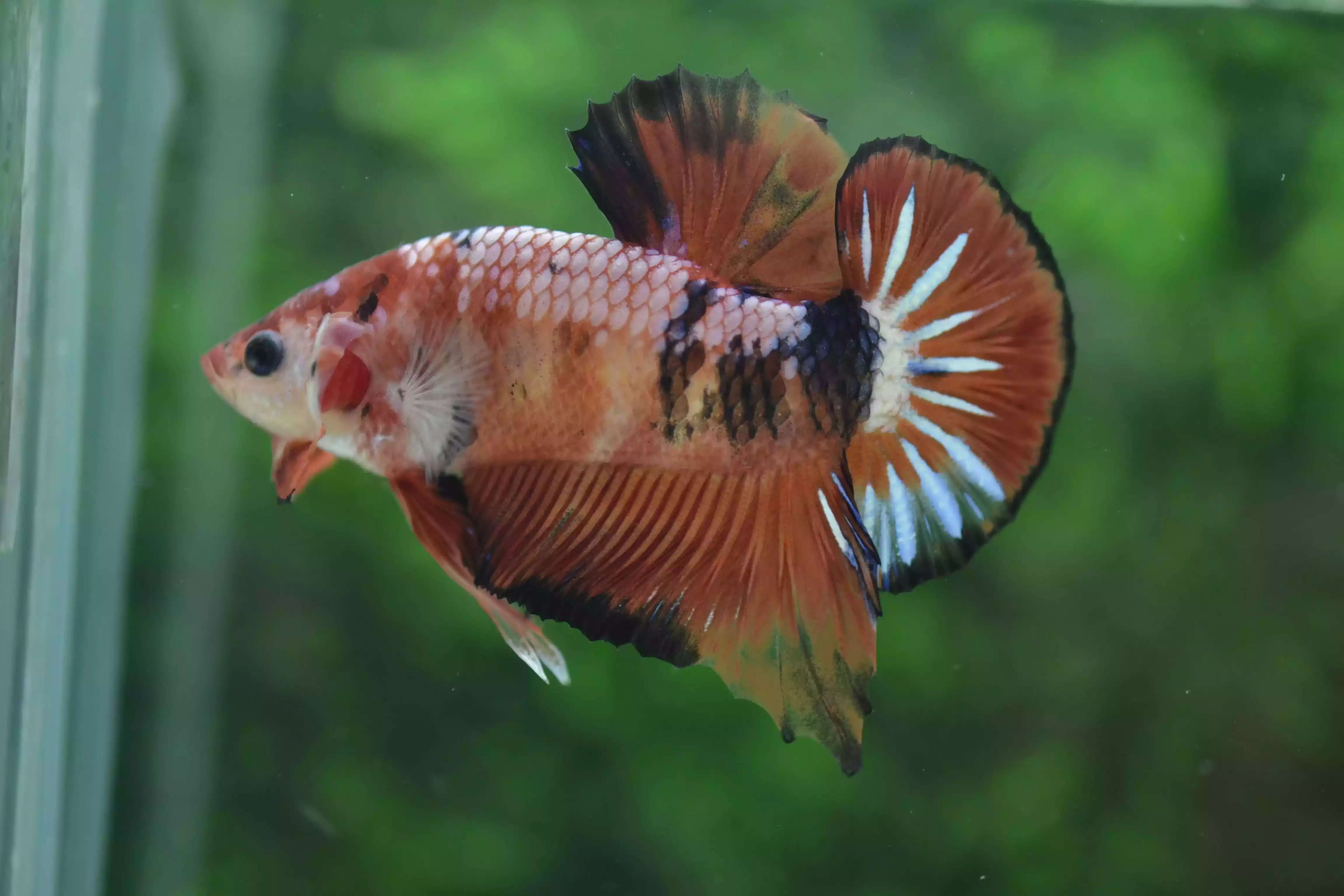 Ikan Cupang Plakat Orange