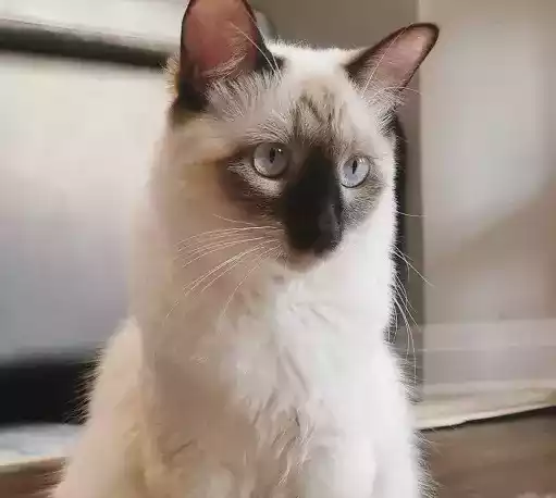 Kucing Balinese
