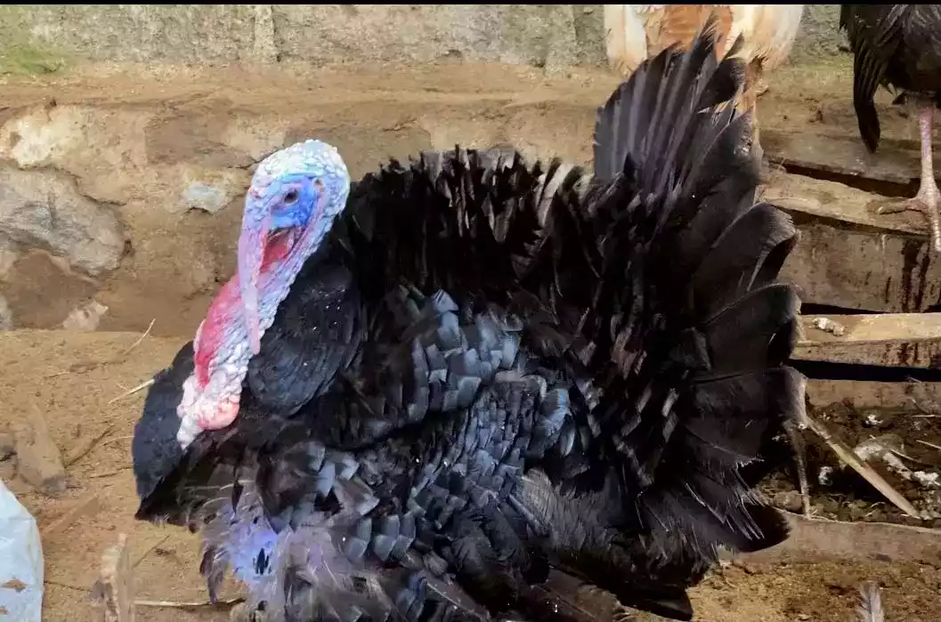 Kalkun Black Spanish