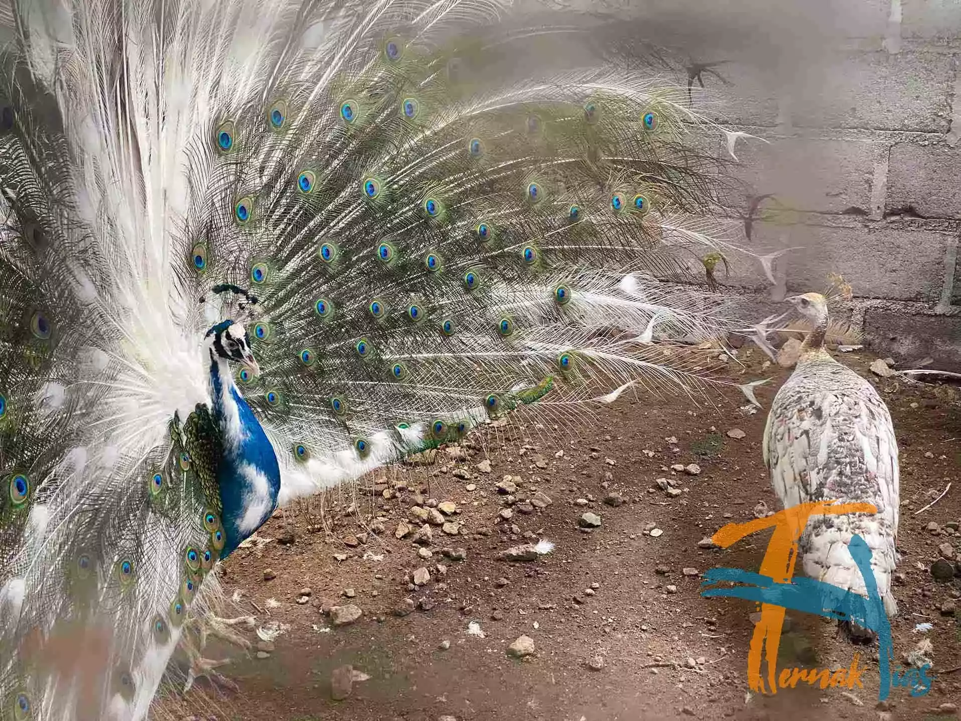 Burung Merak Blorok (Pied)