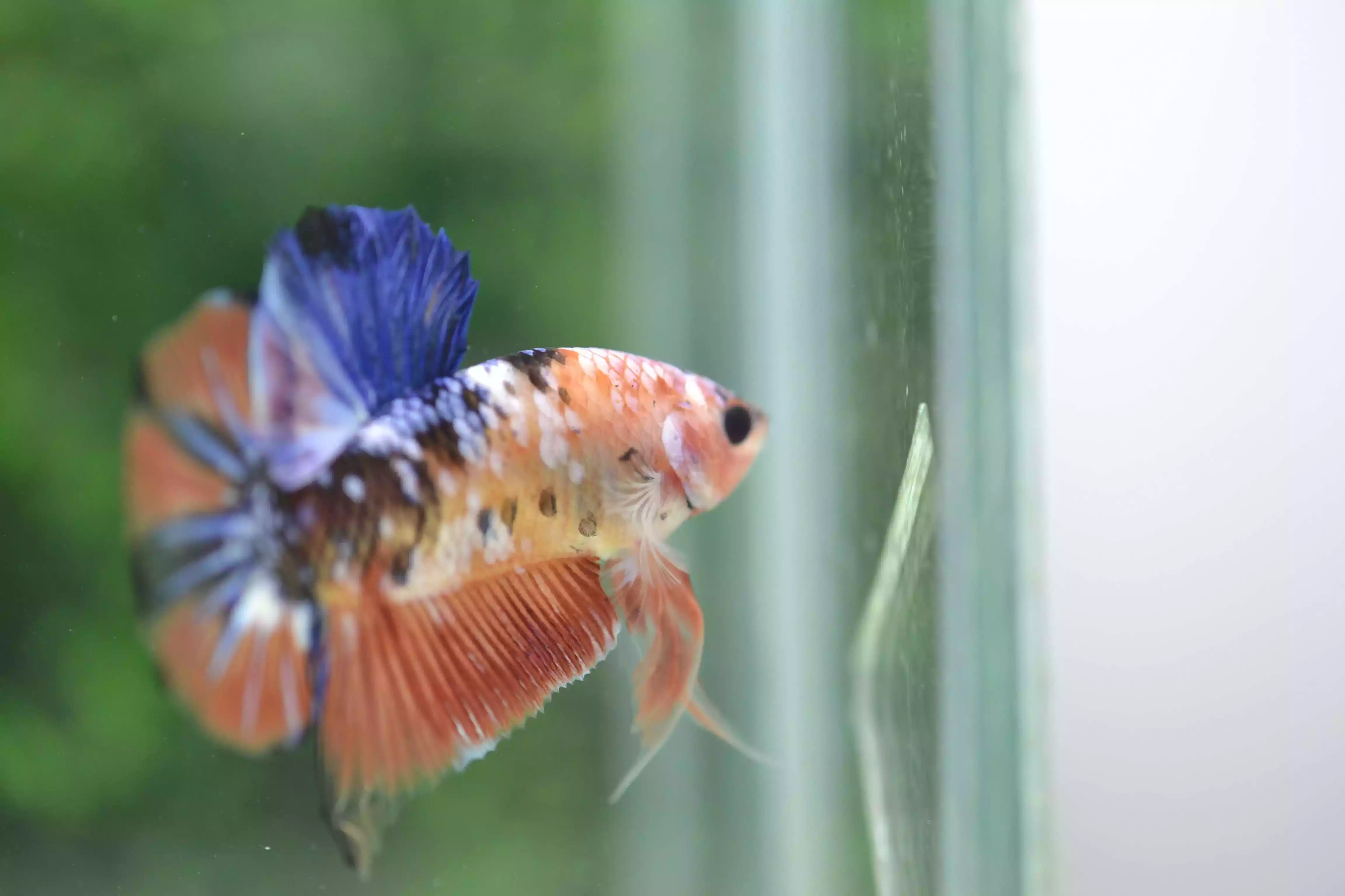 Ikan Cupang PK Koi