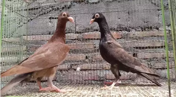 Burung Merpati English Carrier