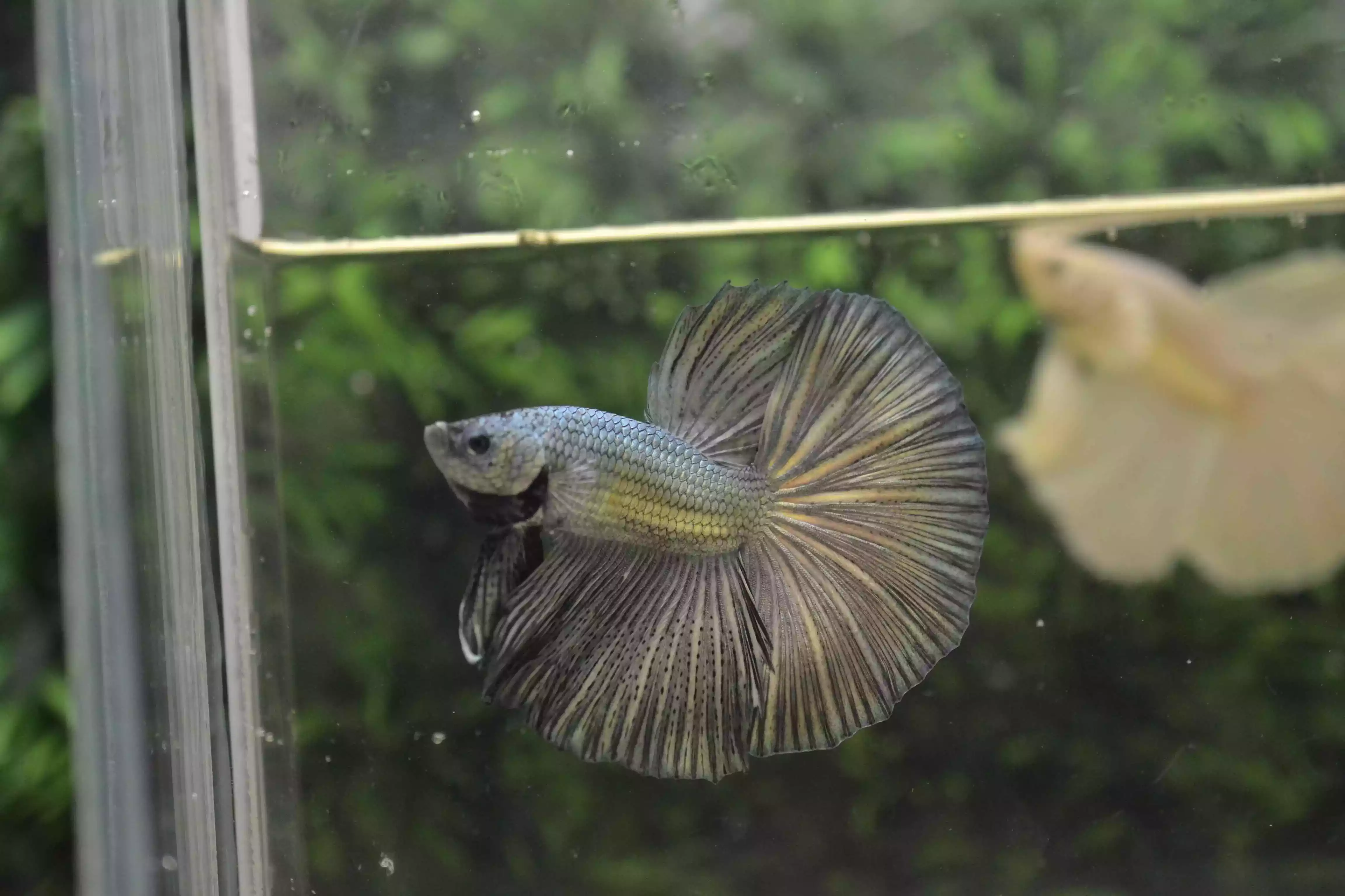 Ikan Cupang Halfmoon Copper