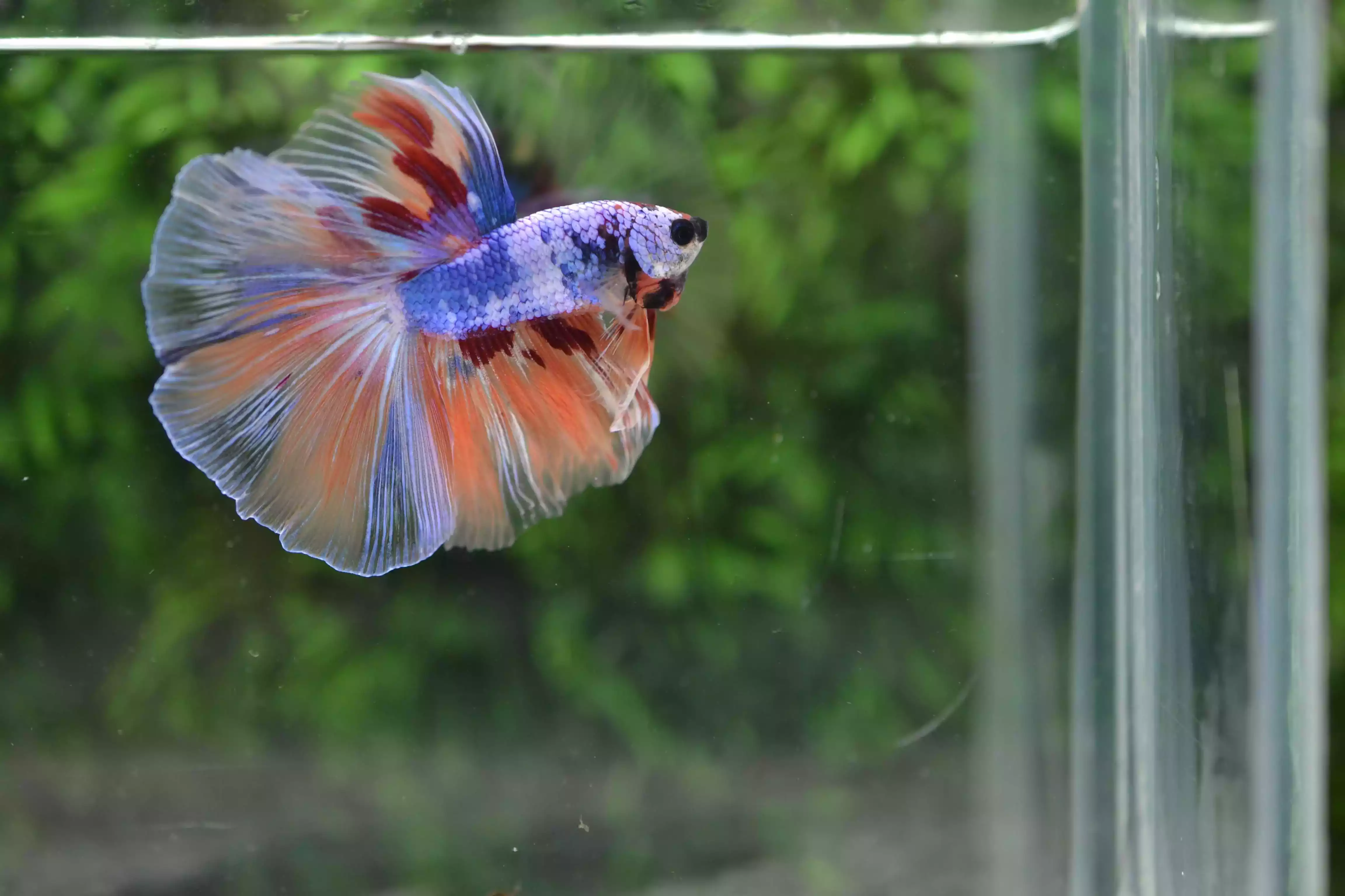 Ikan Cupang Halfmoon Fancy Nemo