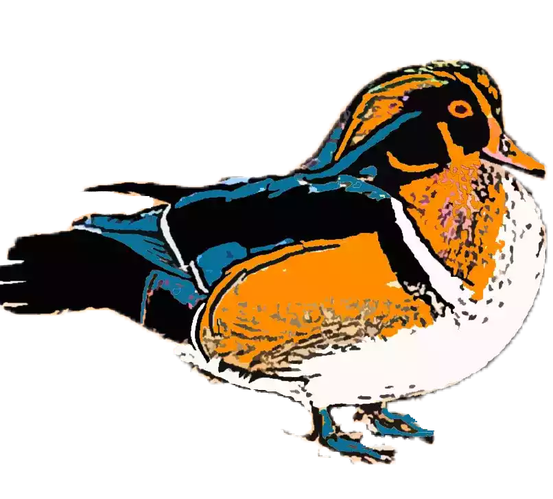 Bebek