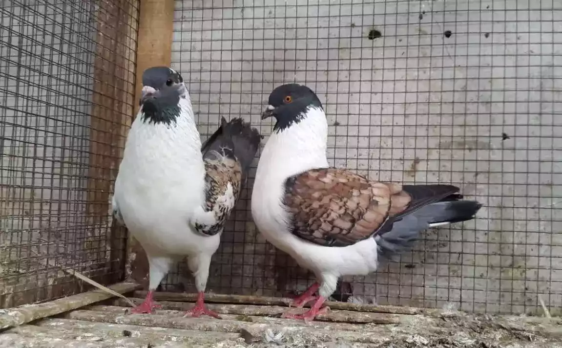 Burung Merpati Modena Batik
