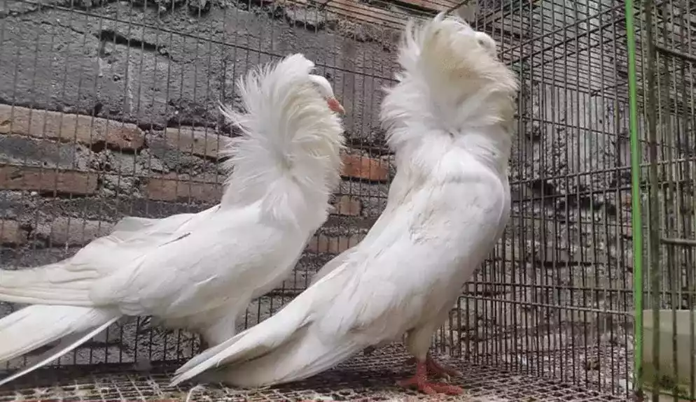 Burung Merpati Jacobin