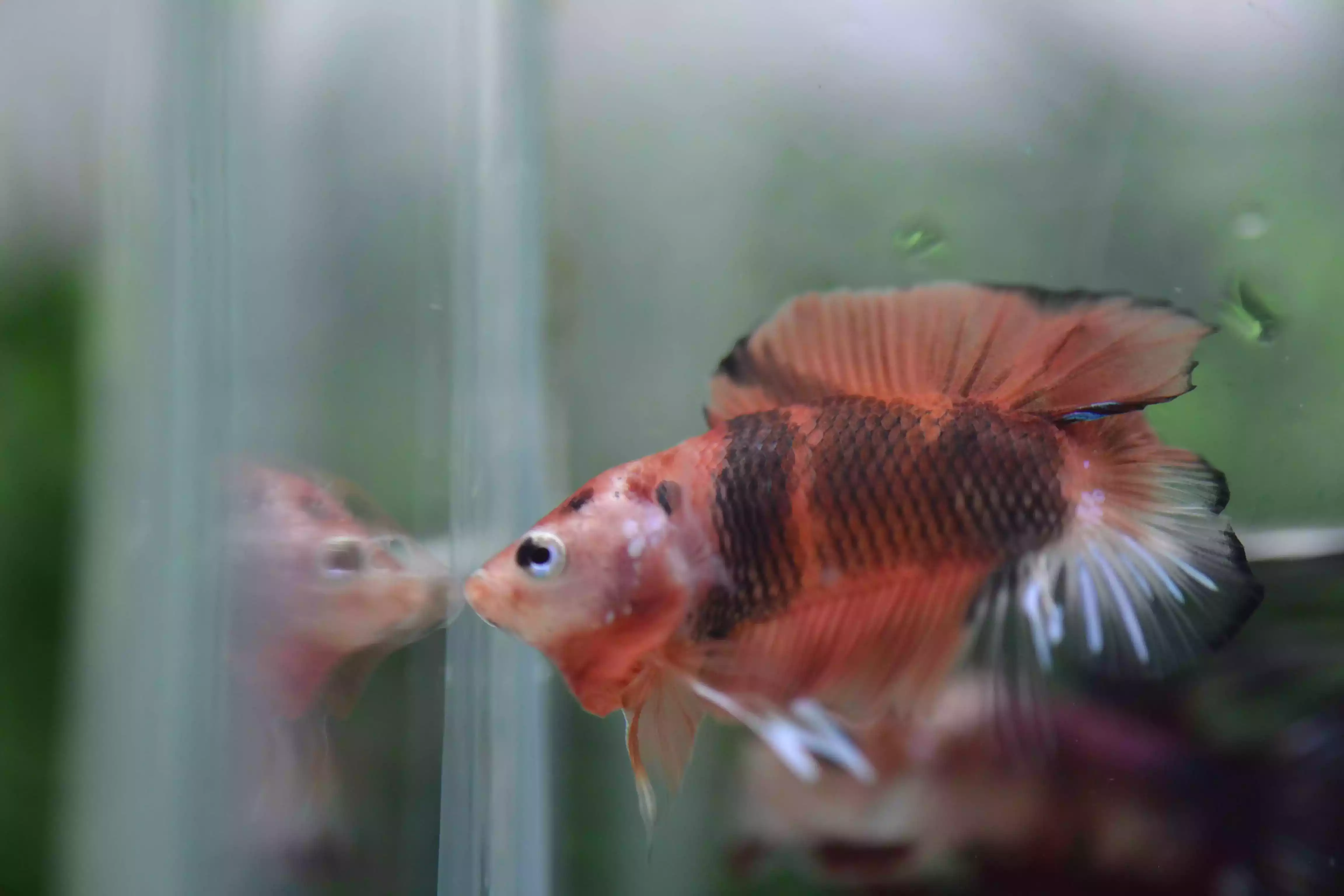 Ikan Cupang Plakat Double Tail Nemo