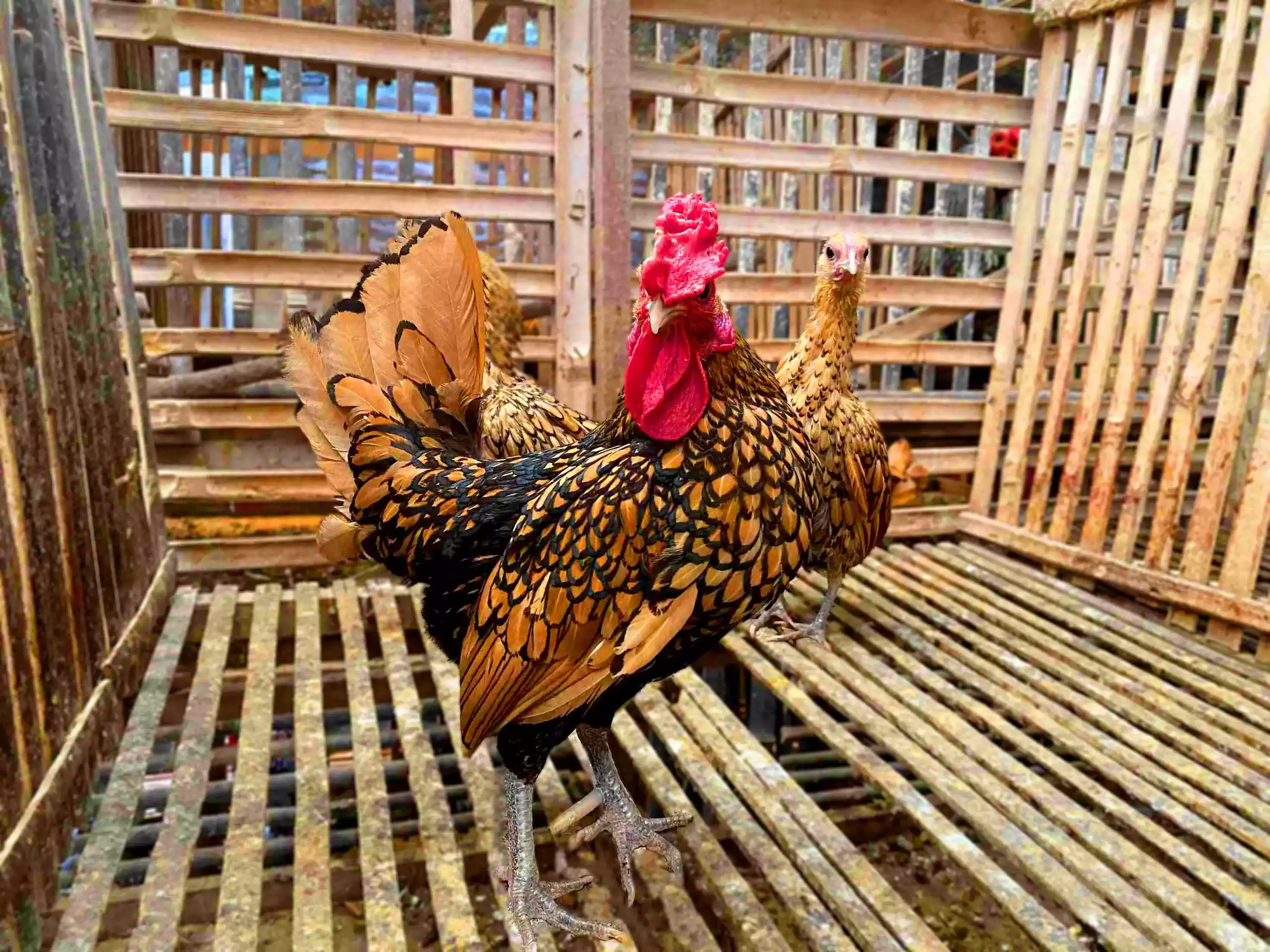 Ayam Sebright (Batik Kanada & Itali)