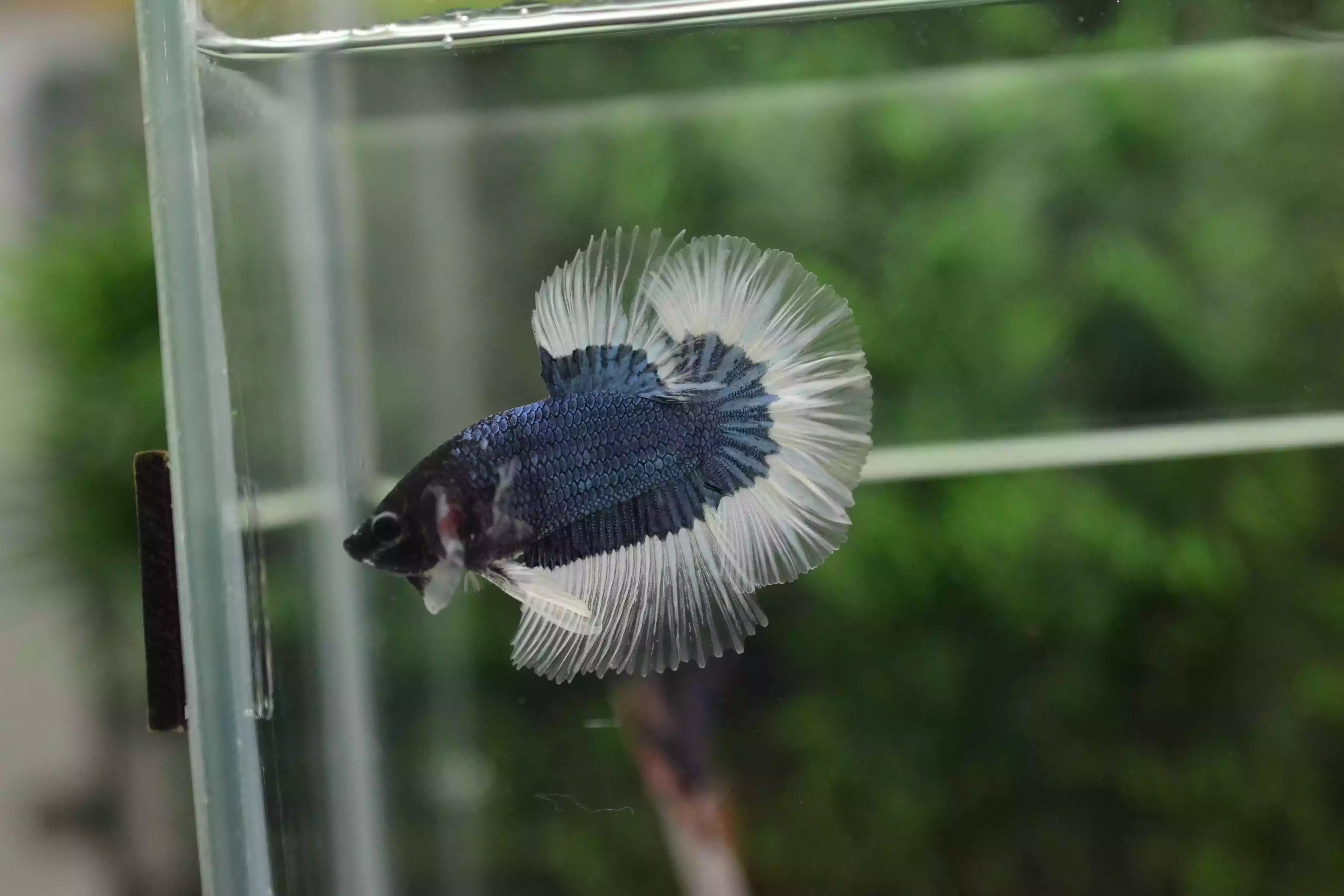 Ikan Cupang Halfmoon Combi