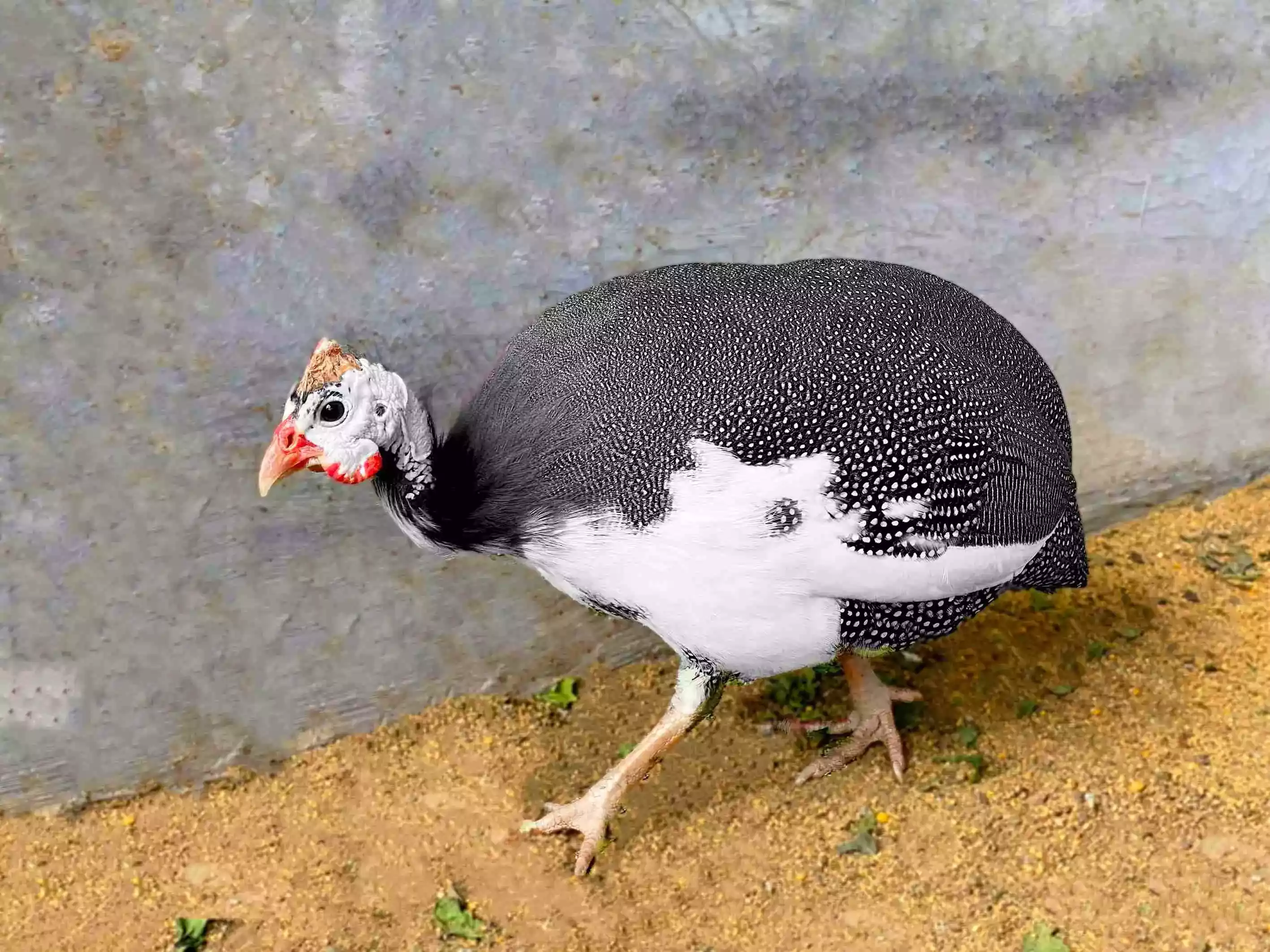 Ayam Pied Guinea Fowl