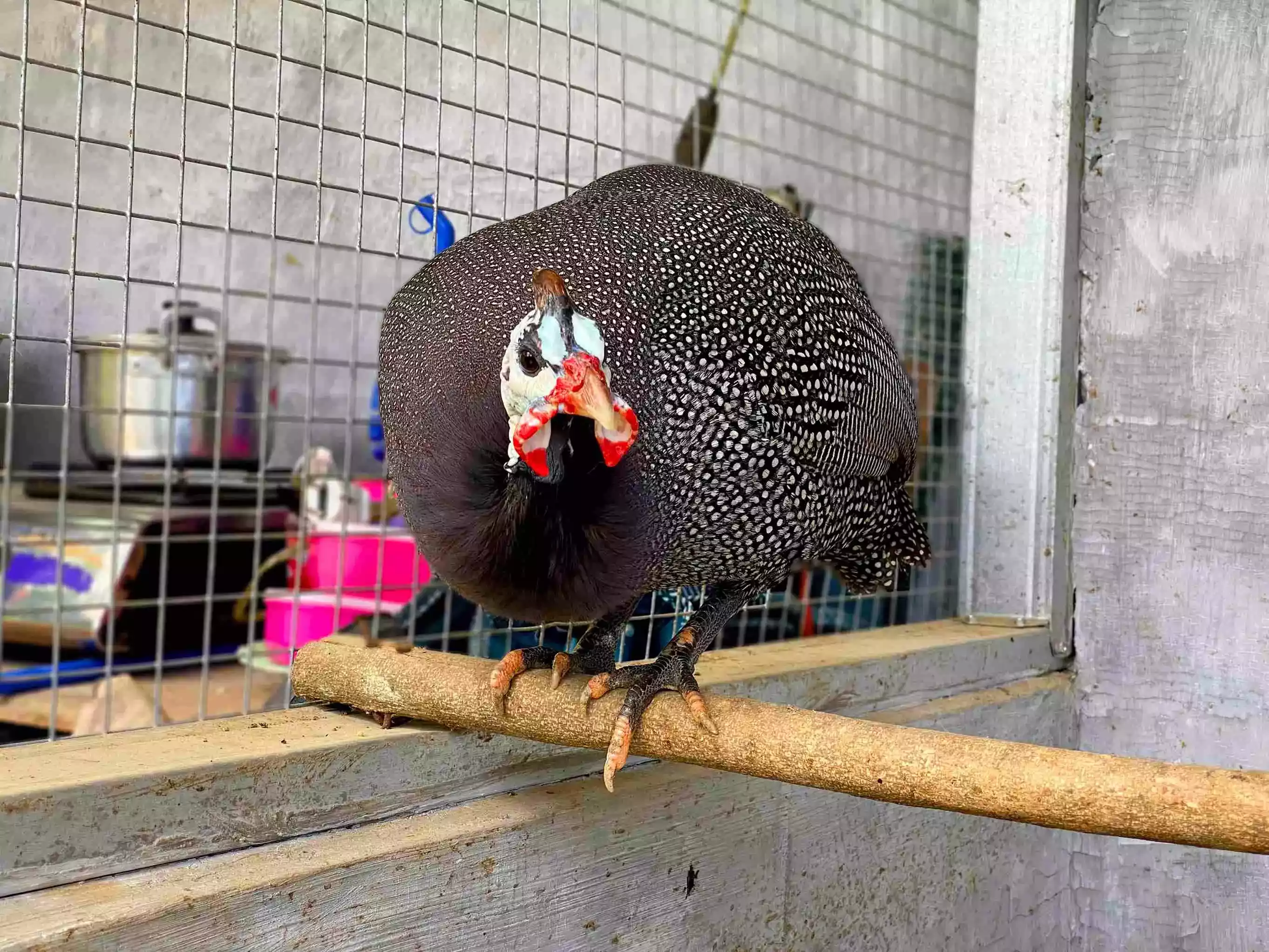 Ayam Gray Guinea Fowl