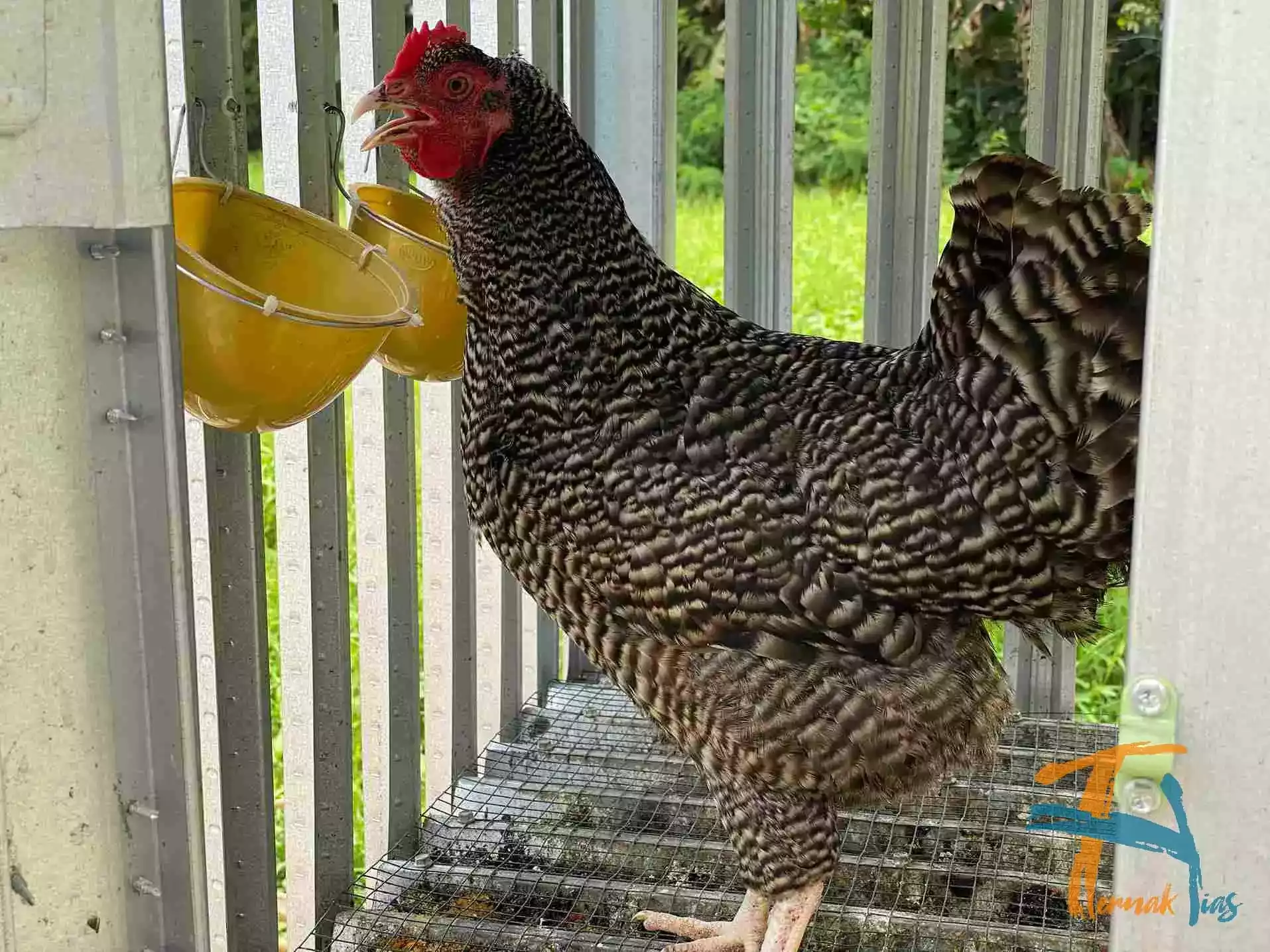 Ayam Plymouth Rock