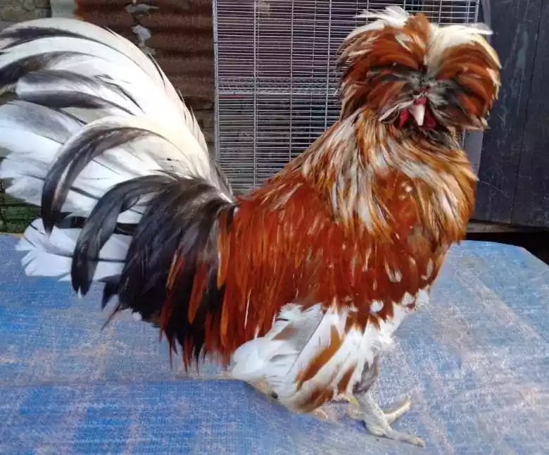 Ayam Poland