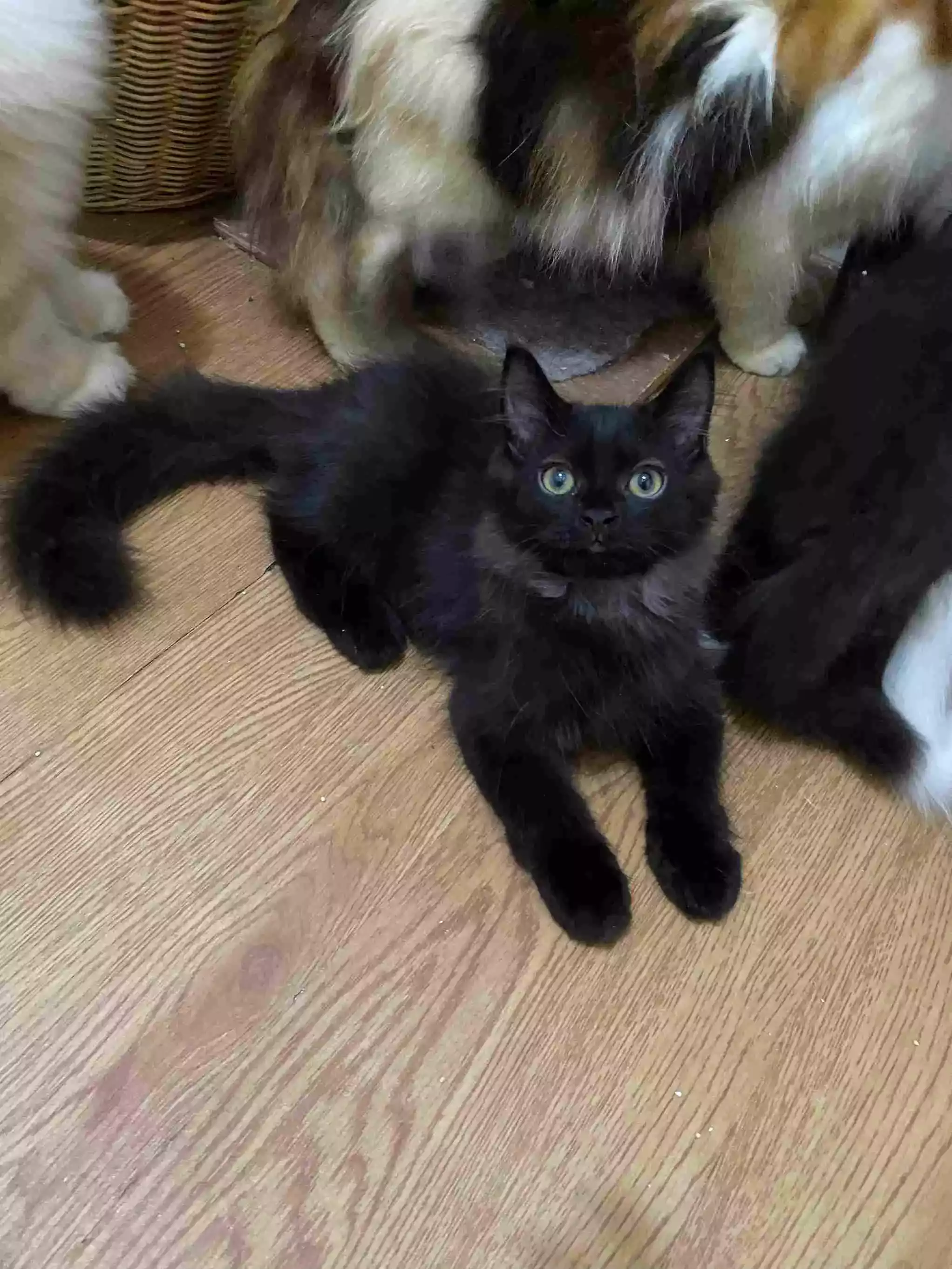 Kucing Persia Hitam Smoke Gelap Bulu Lebat Aktif