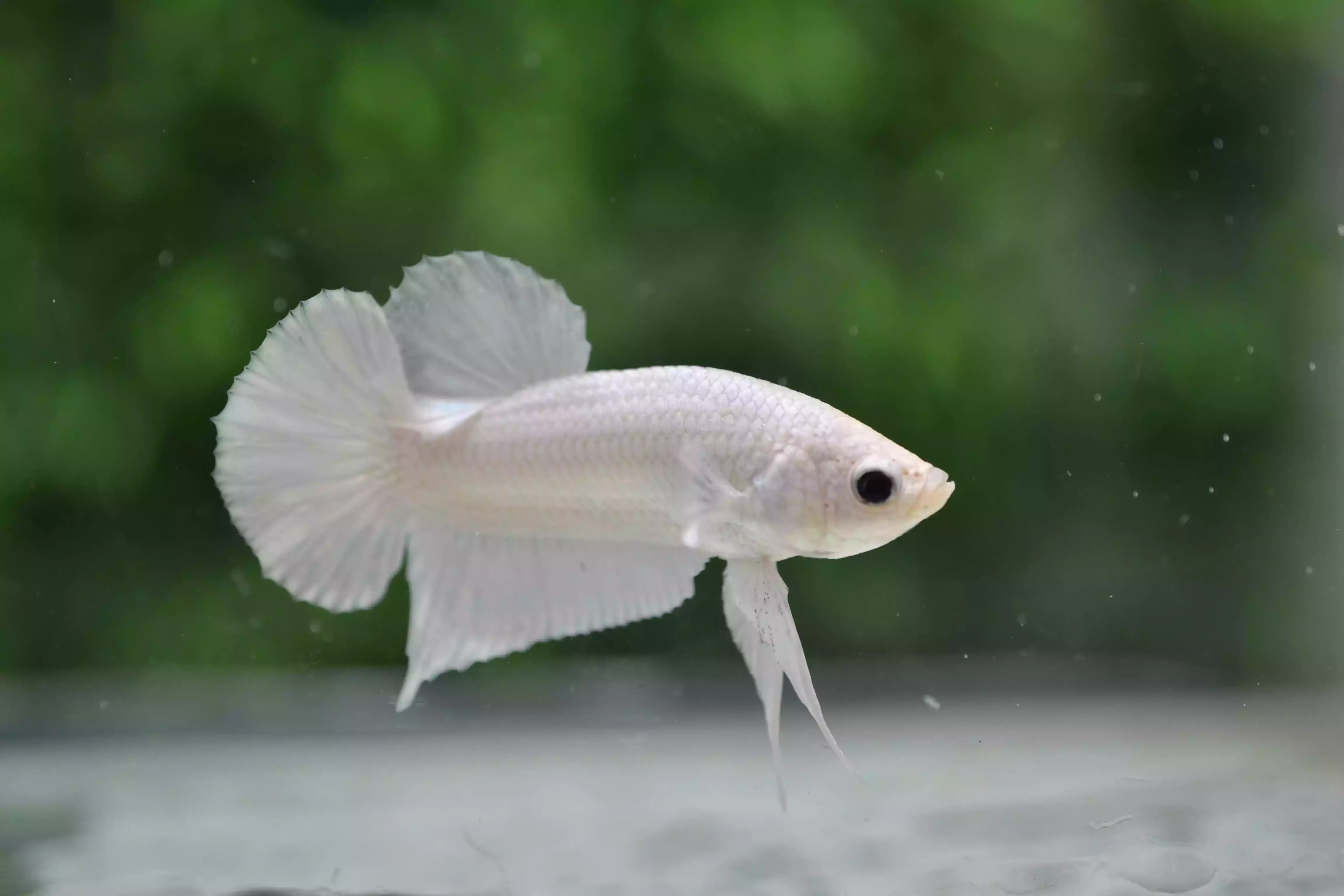 Ikan Cupang Plakat Platinum