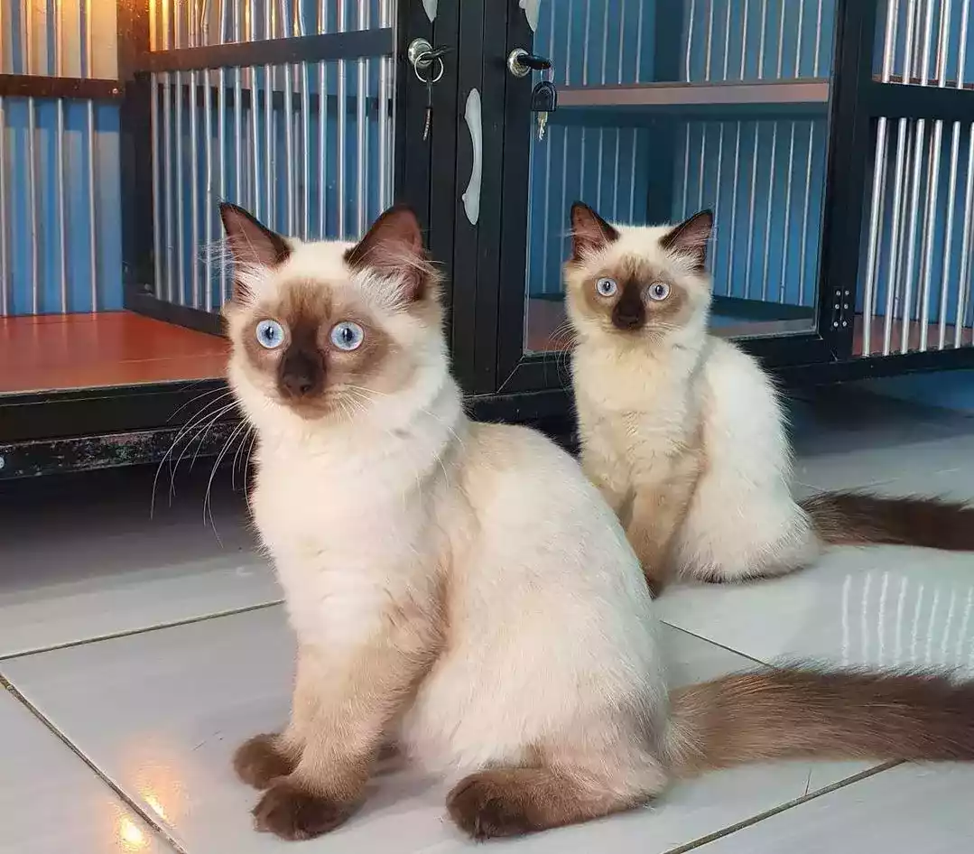 Kucing Himalaya