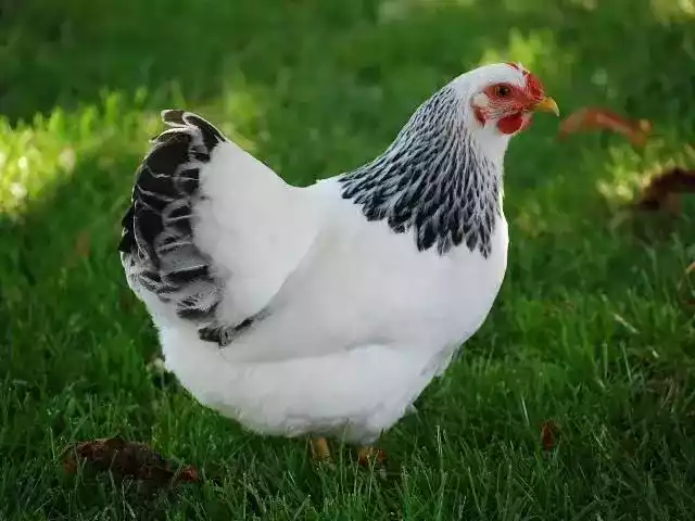 Ayam Sussex