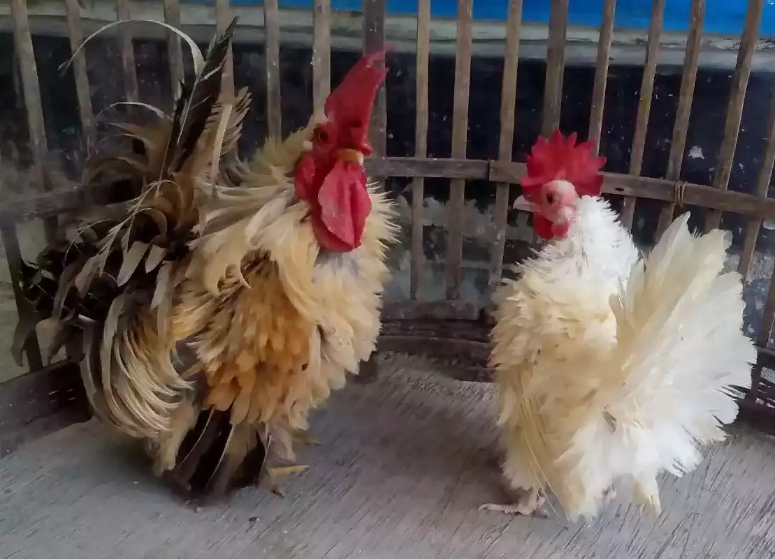 Ayam Kate Walik