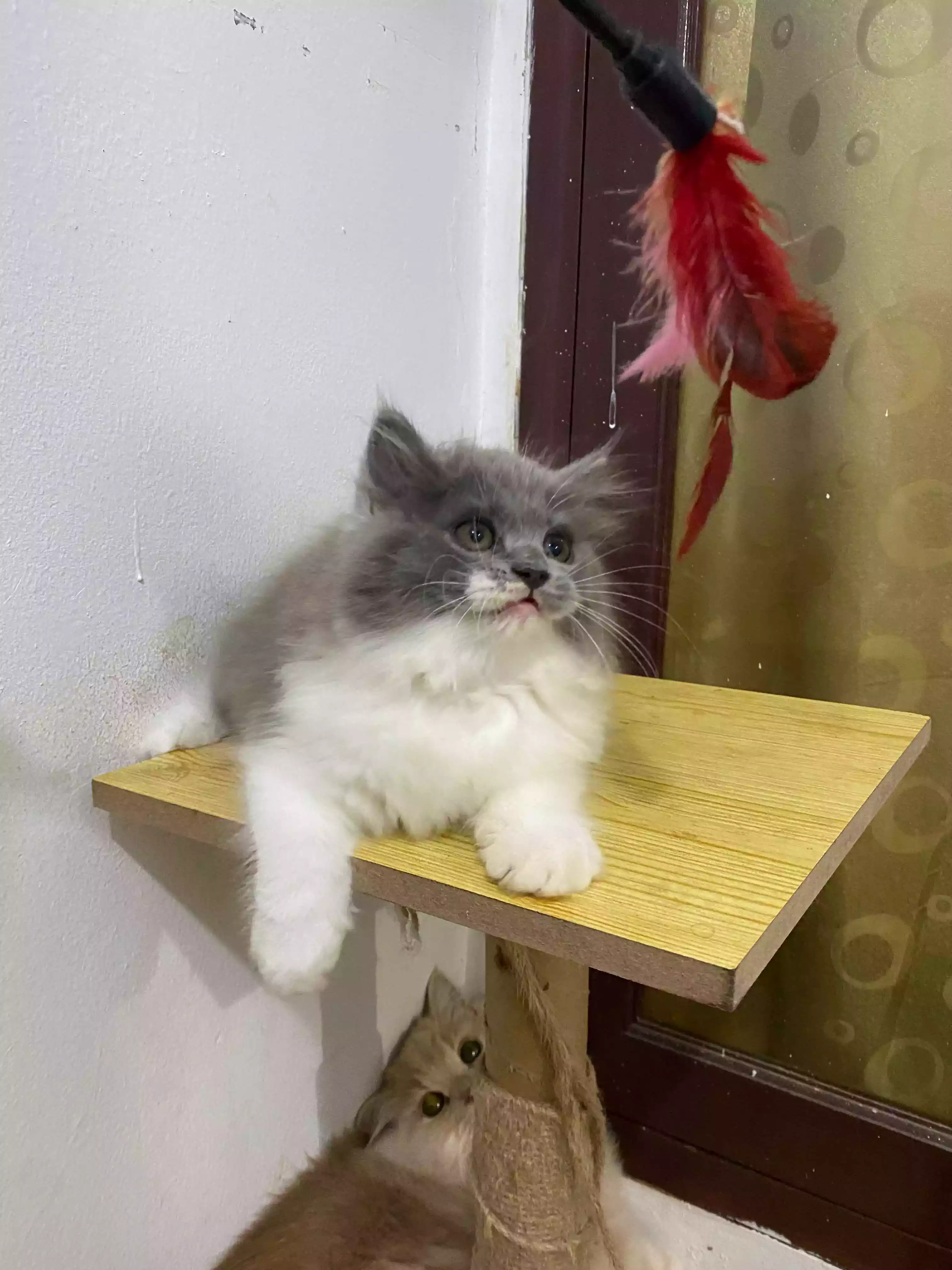 Kucing Persia Abu Abu Putih