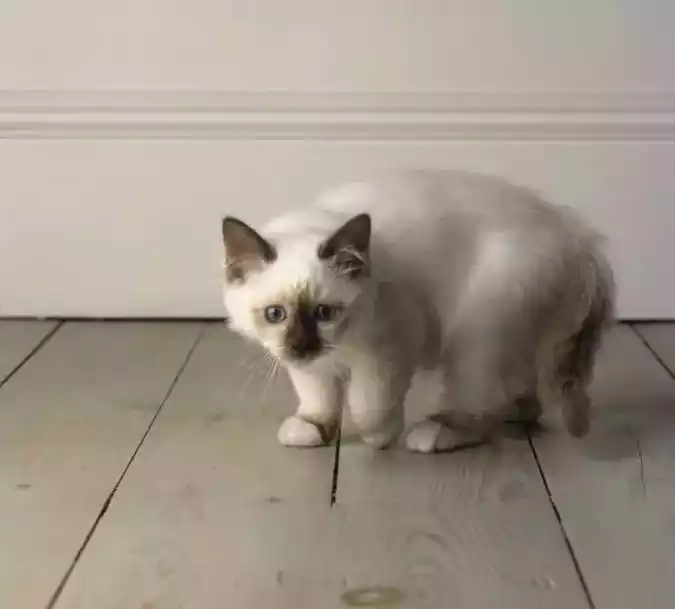 Kucing Balinese