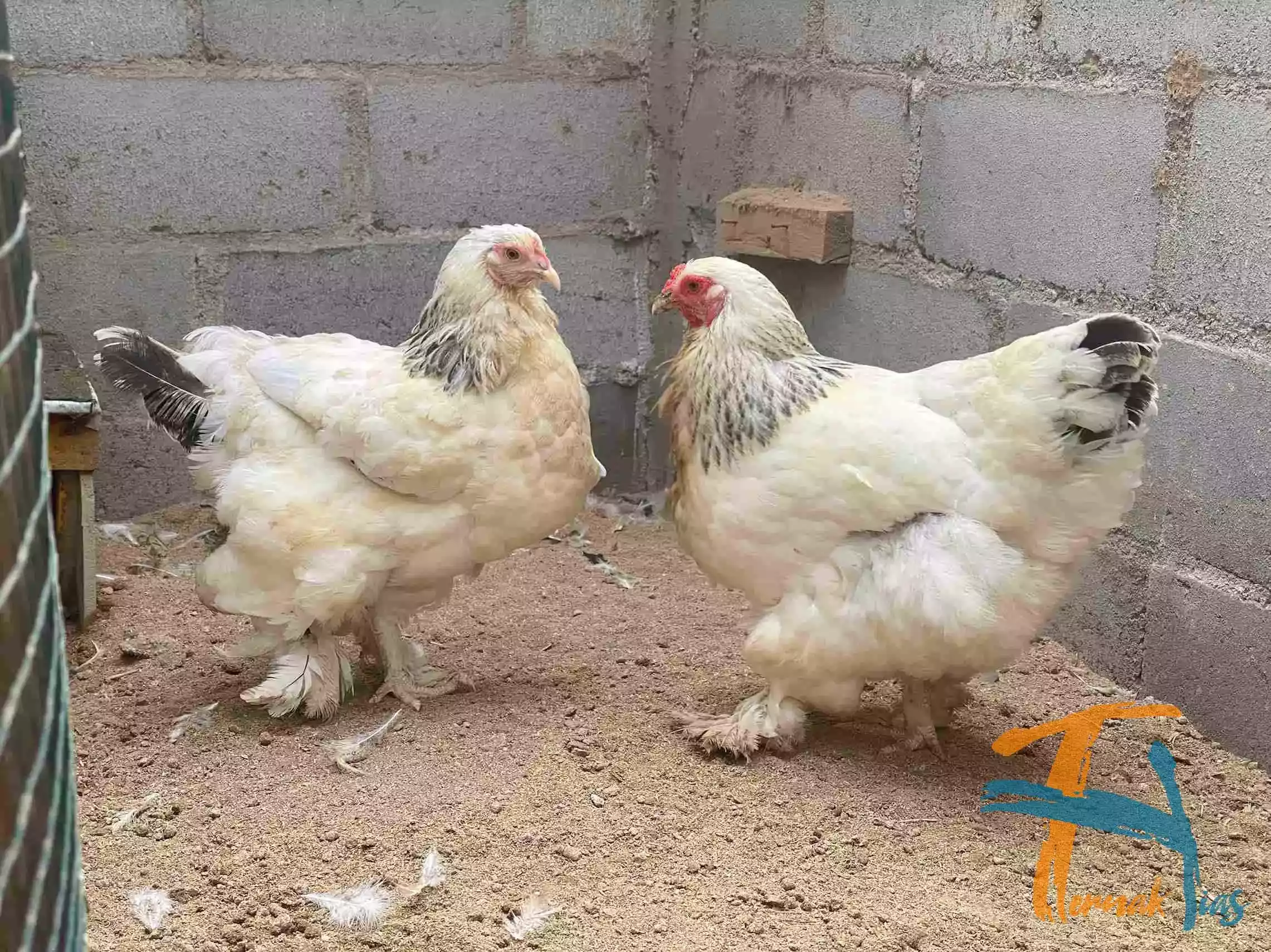 Ayam Brahma
