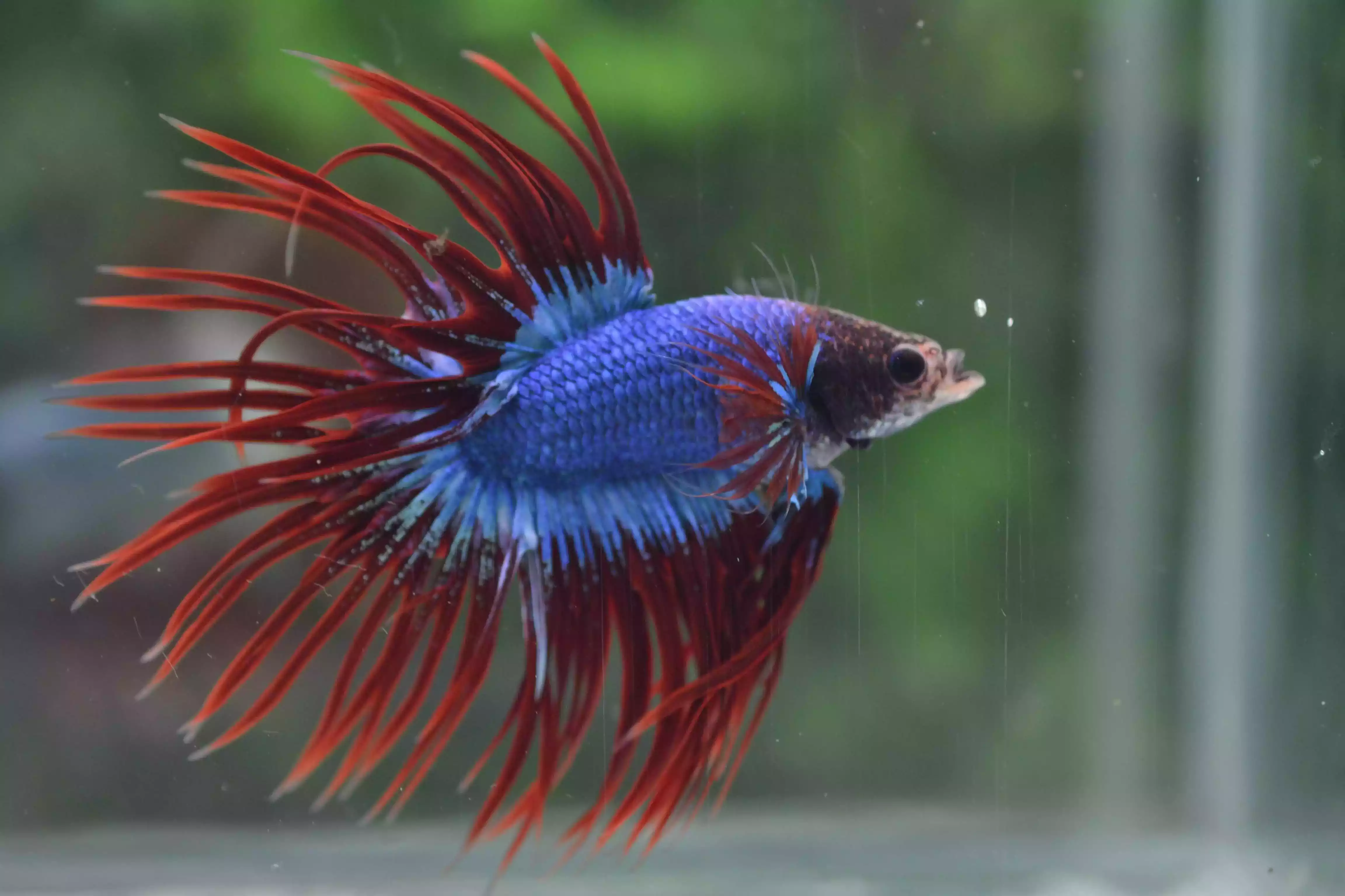 Ikan Cupang Crowntail Maskot