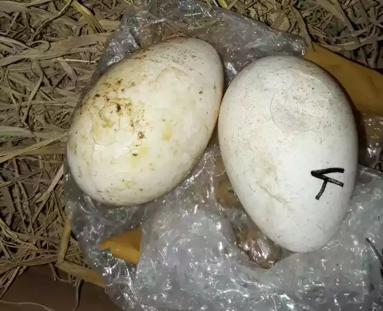 Telur Ayam Mutiara Pearl Grey (Hitam)