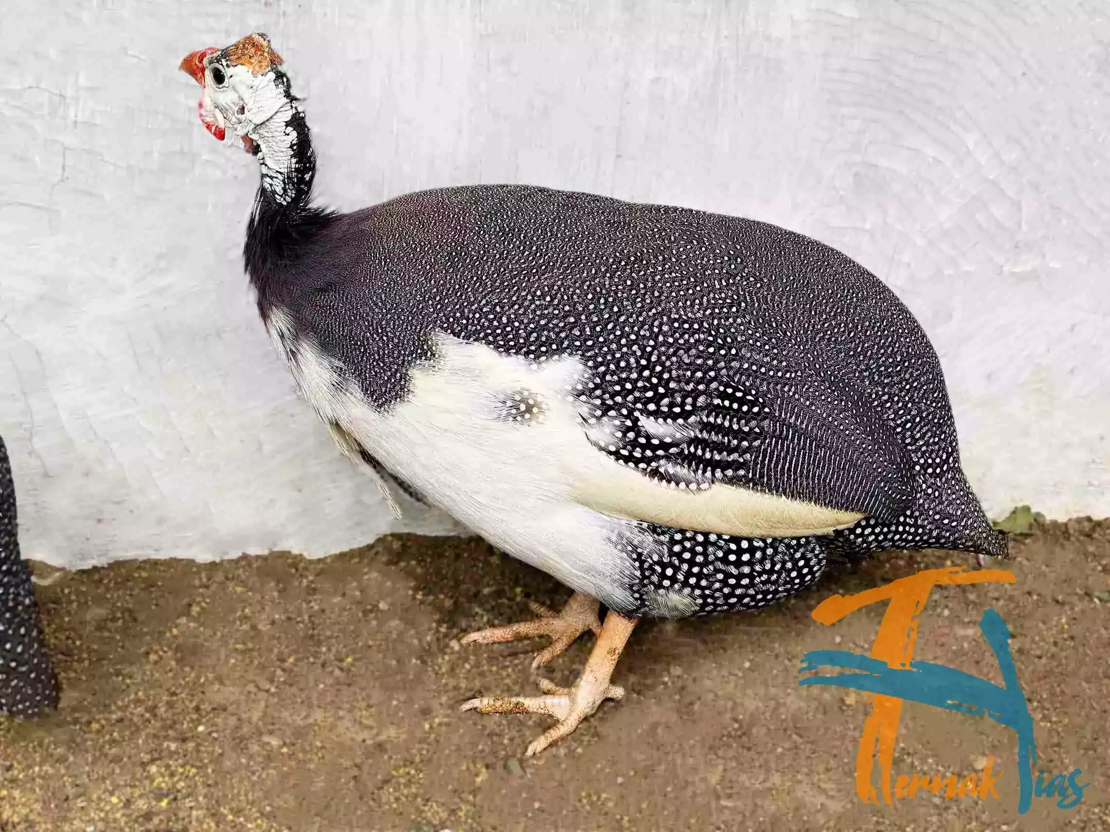 Ayam Mutiara Pied (Plangkok)
