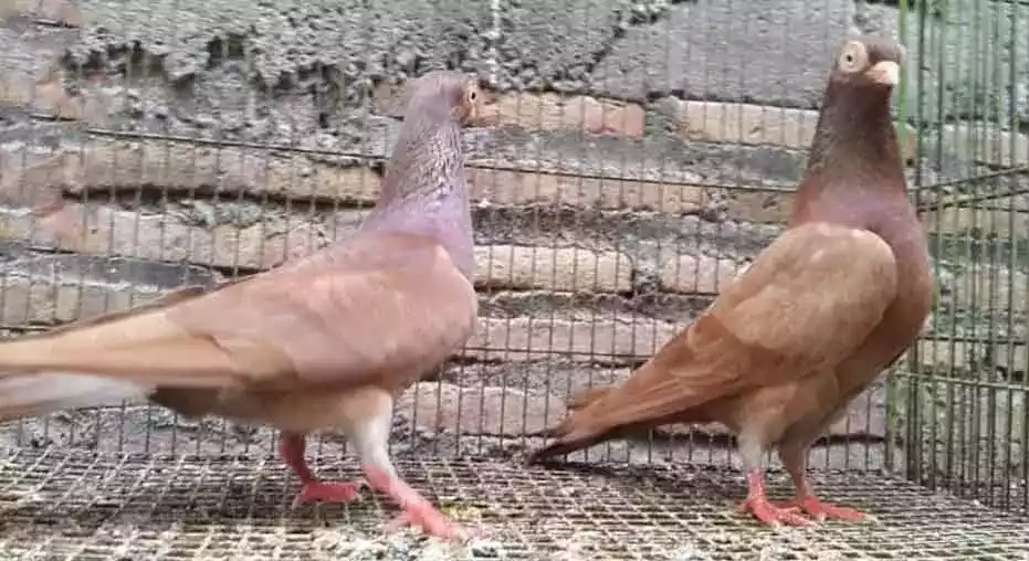 Burung Merpati Wina