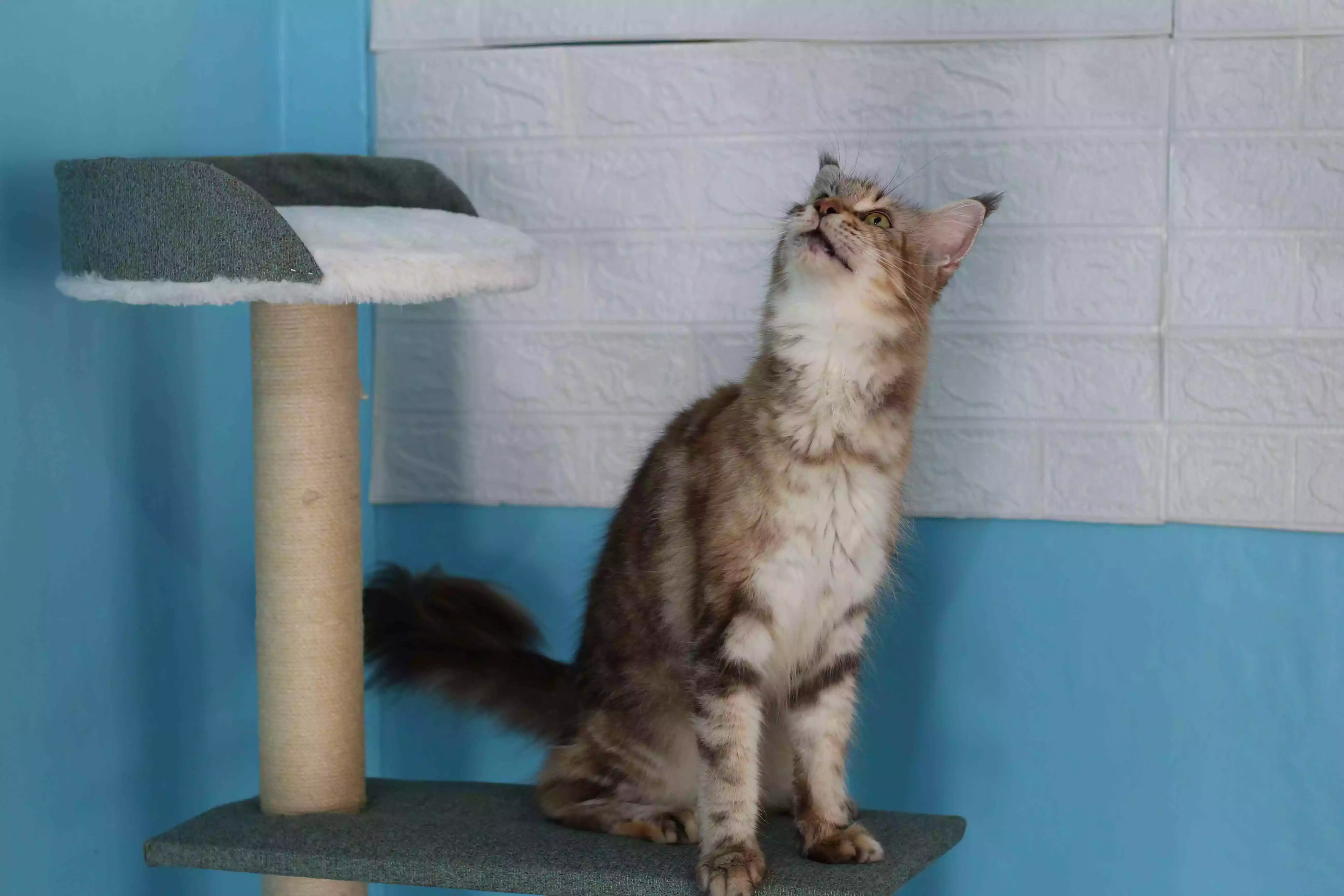 Kucing Maine Coon