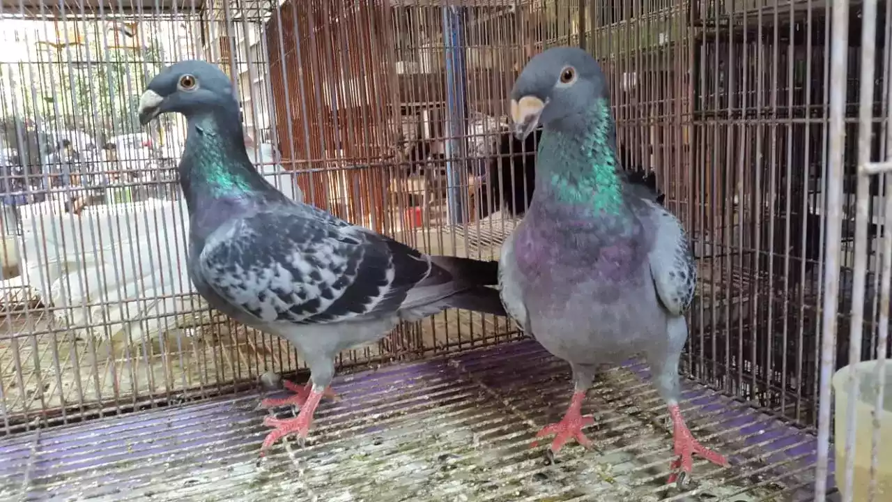 Burung Merpati Jerman GBH