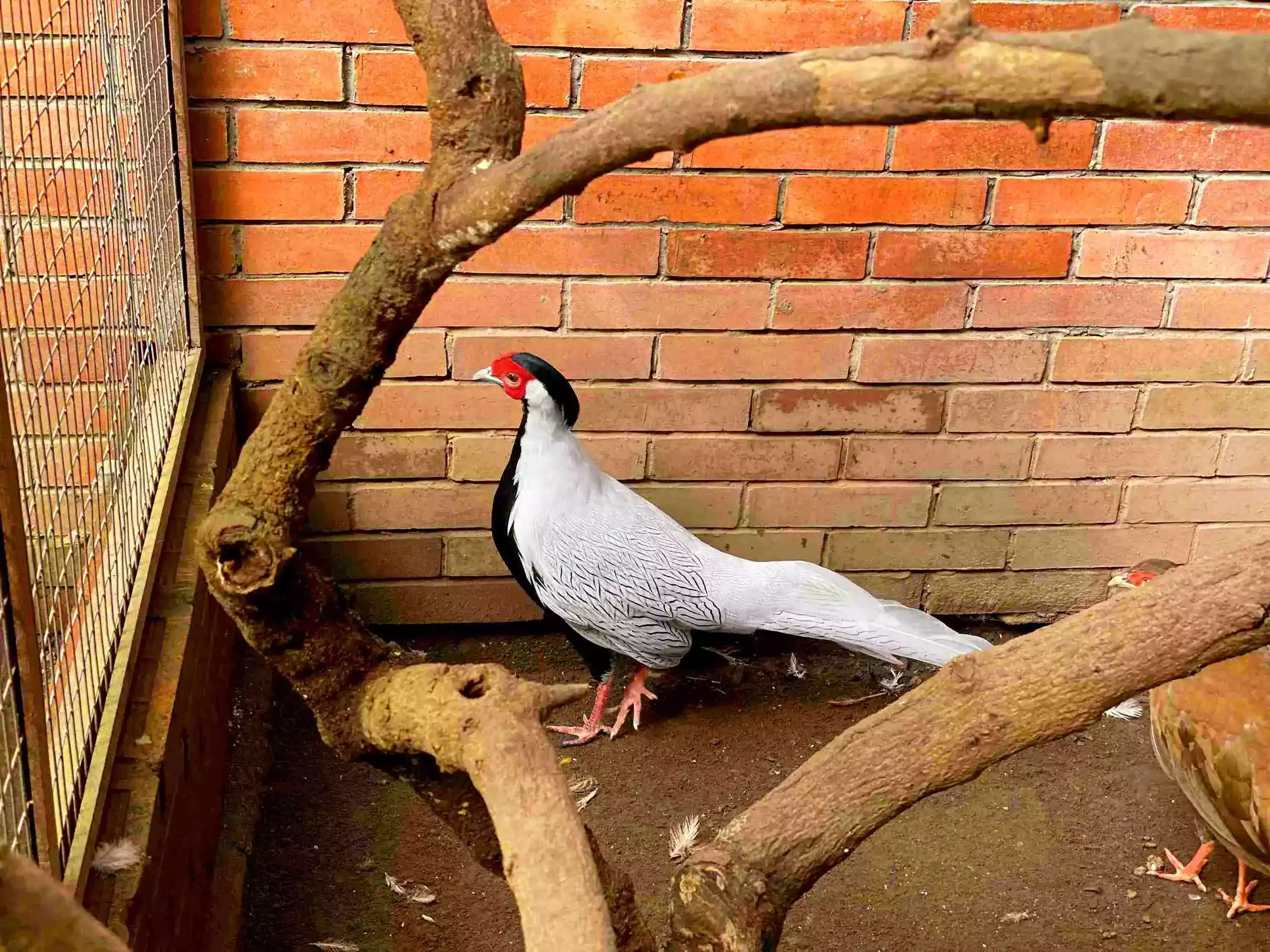 Ayam Silver Pheasant