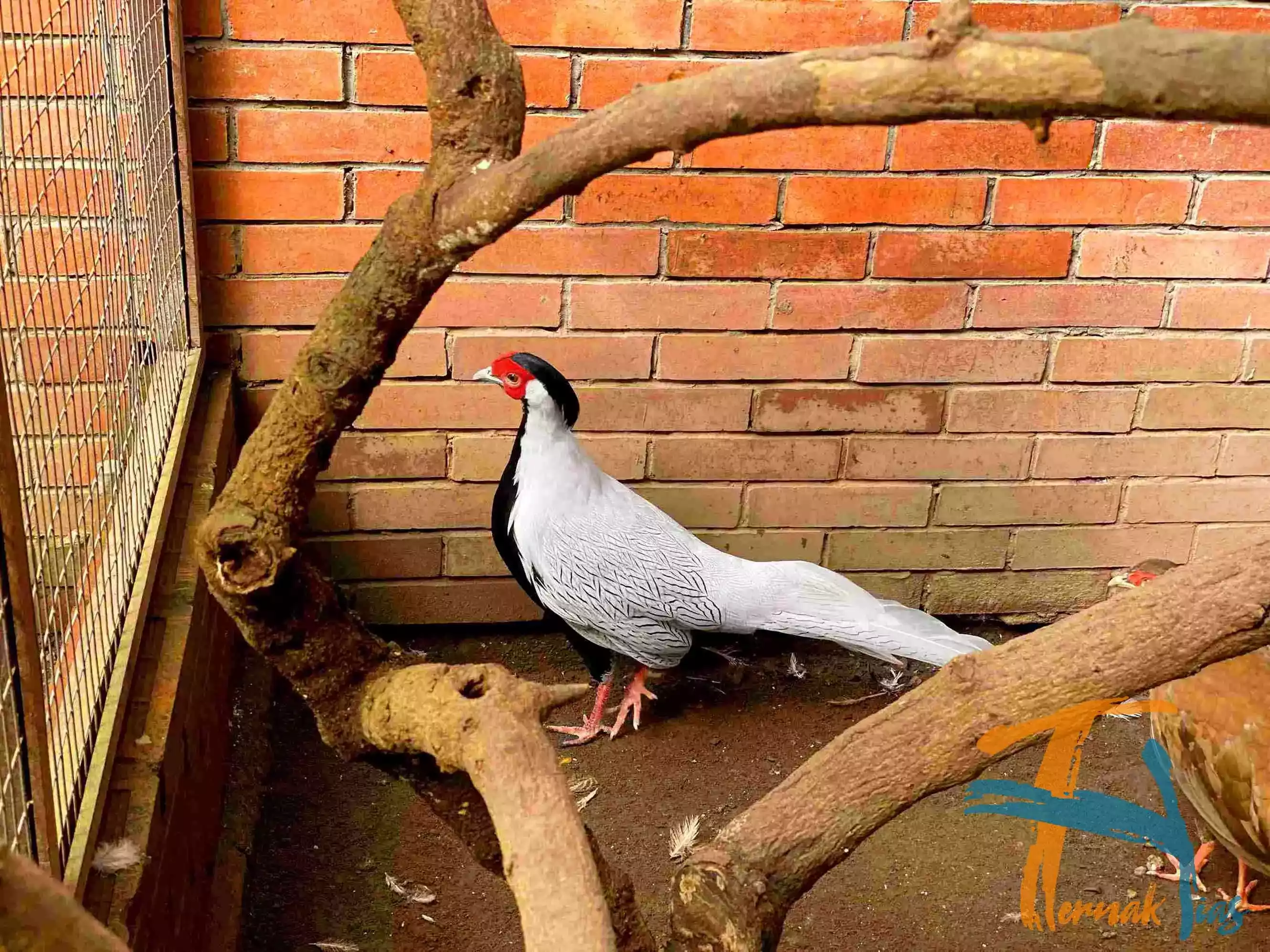 Silver Pheasant