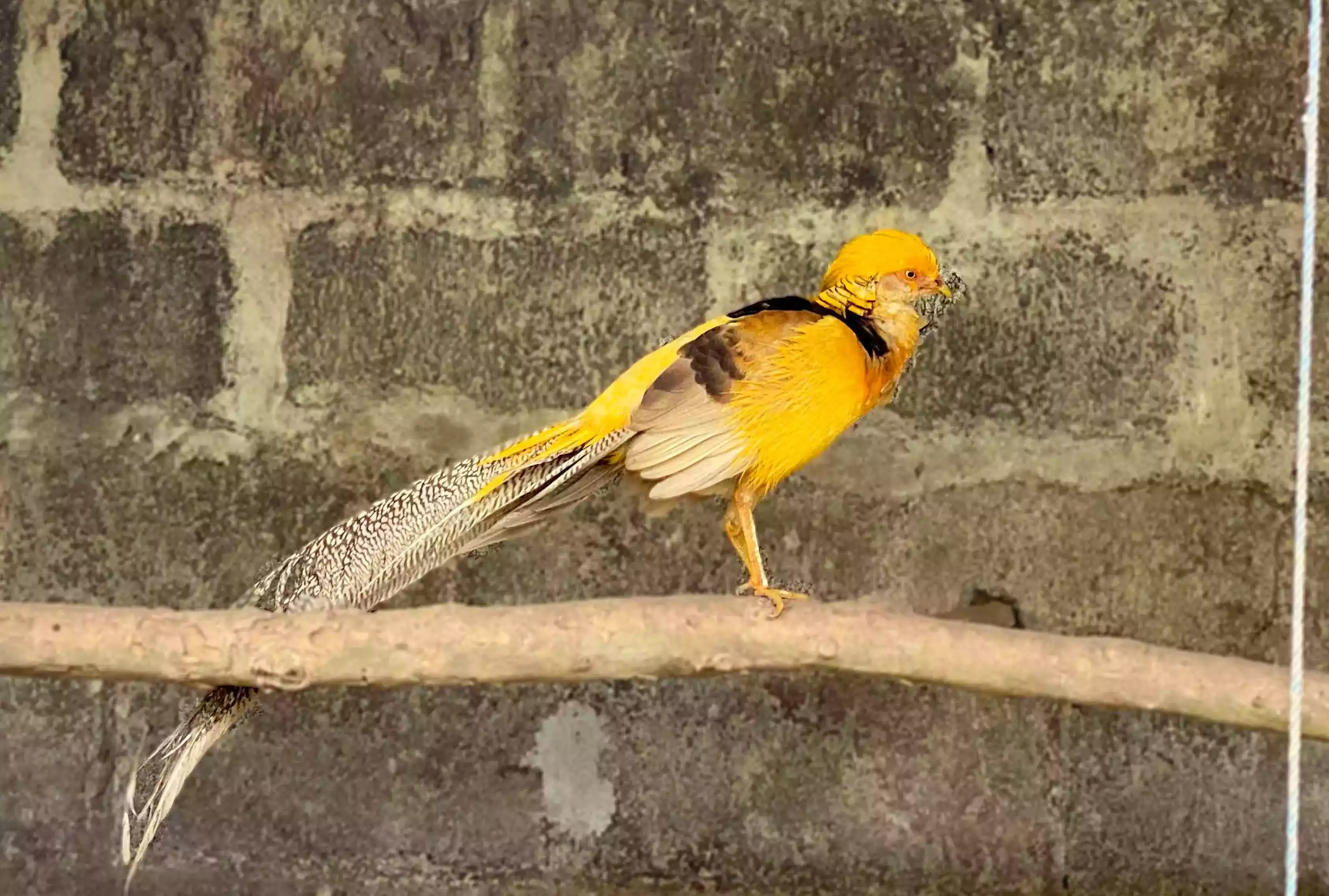 Ayam Yellow Pheasant